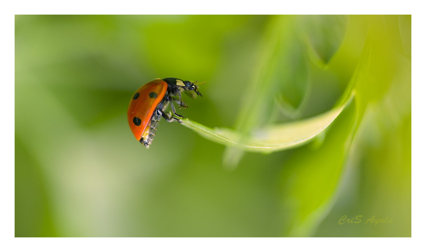 Nikon D4 sample photo. Natural balance photography