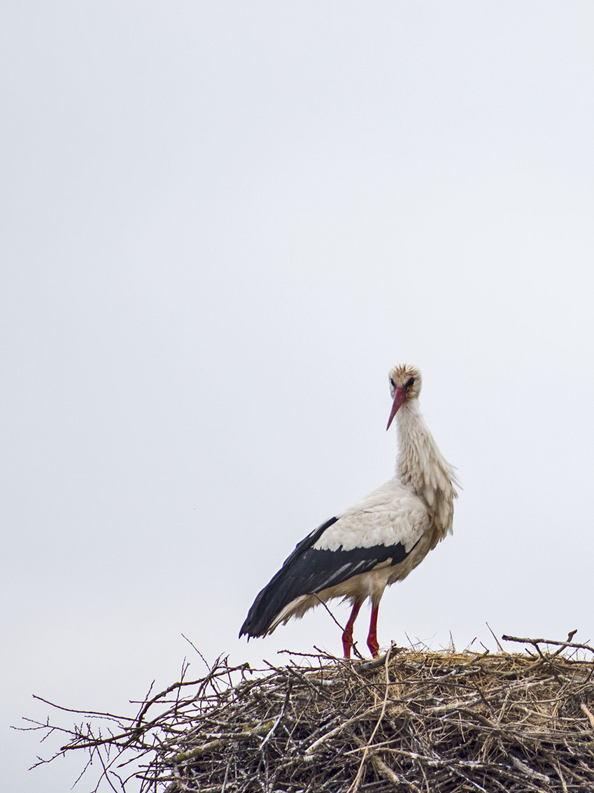 Nikon D750 + AF Nikkor 70-210mm f/4-5.6 sample photo. Tête à tête photography