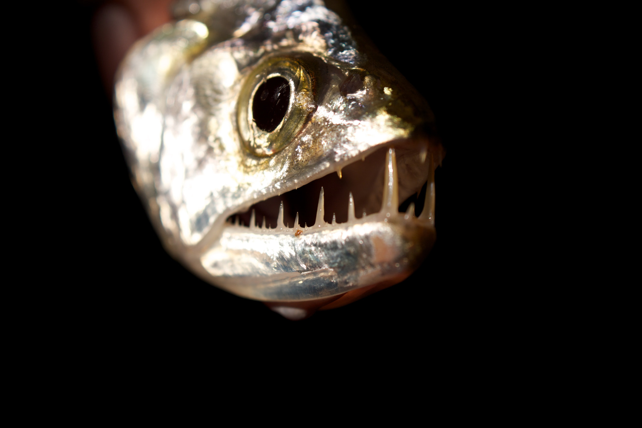 Sony SLT-A65 (SLT-A65V) + Sony DT 30mm F2.8 Macro SAM sample photo. Fish amazonas photography