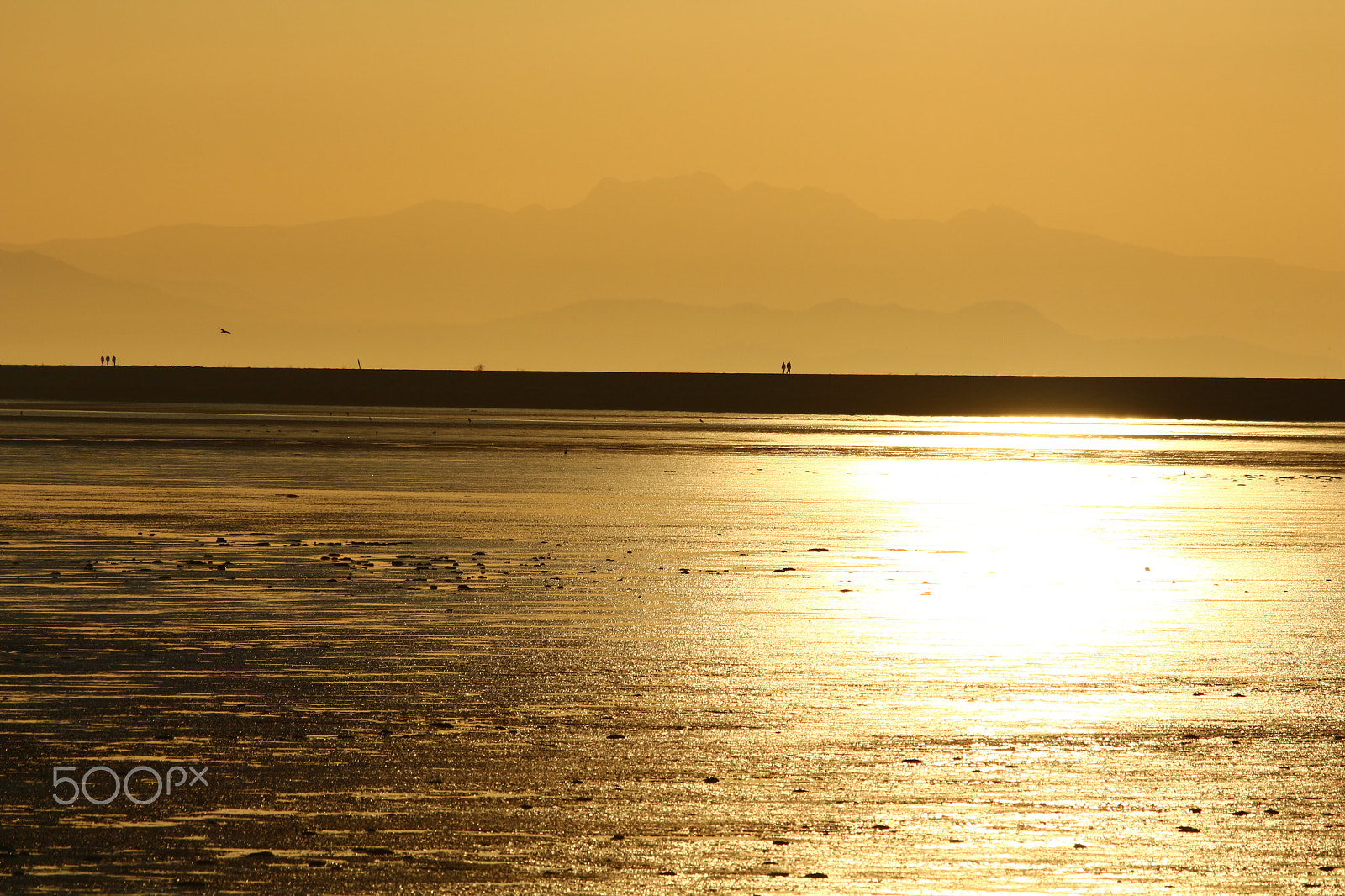 Sigma 150-500mm F5-6.3 DG OS HSM sample photo. Silence is golden photography