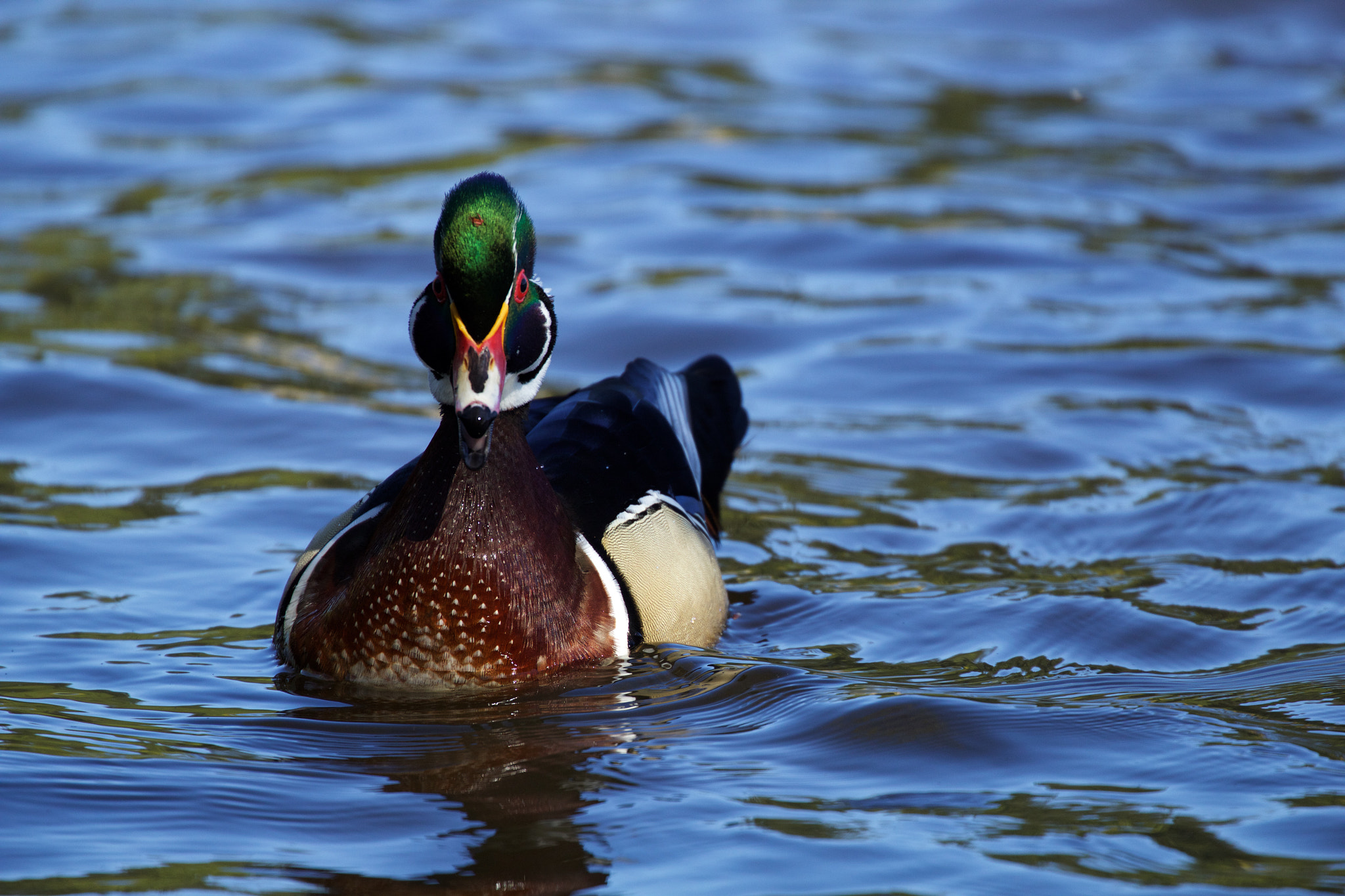 Canon EOS 600D (Rebel EOS T3i / EOS Kiss X5) + Canon EF 70-300mm F4-5.6L IS USM sample photo. Wood duck photography