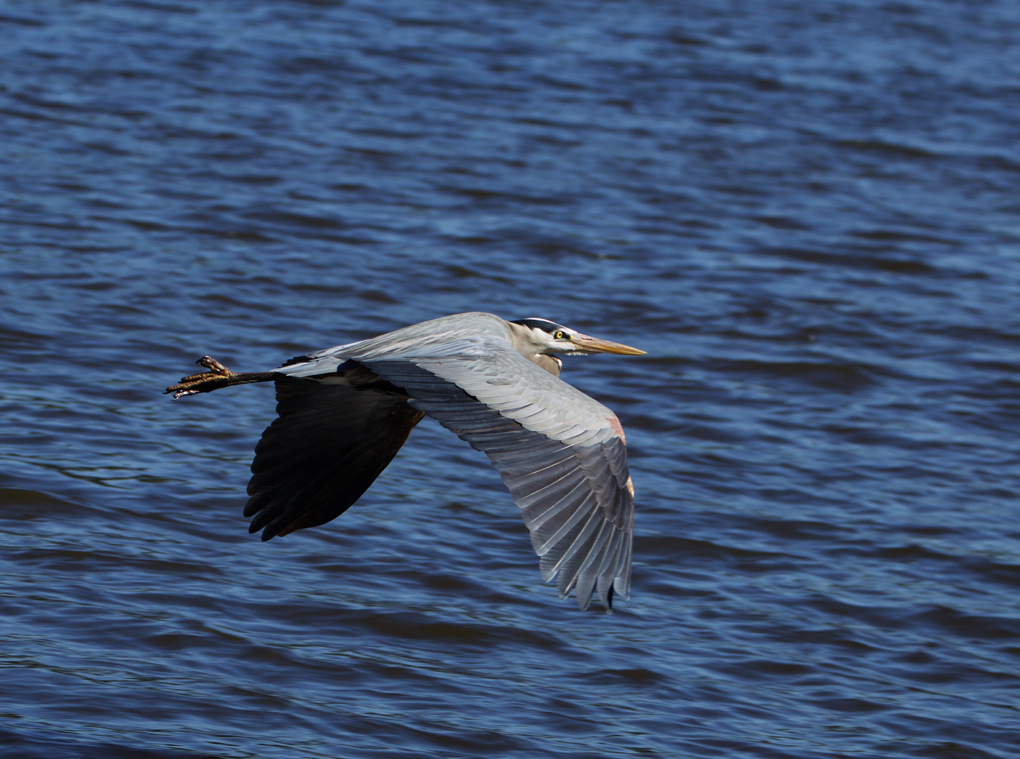 Canon EF 70-300mm F4-5.6L IS USM sample photo. Flying heron photography