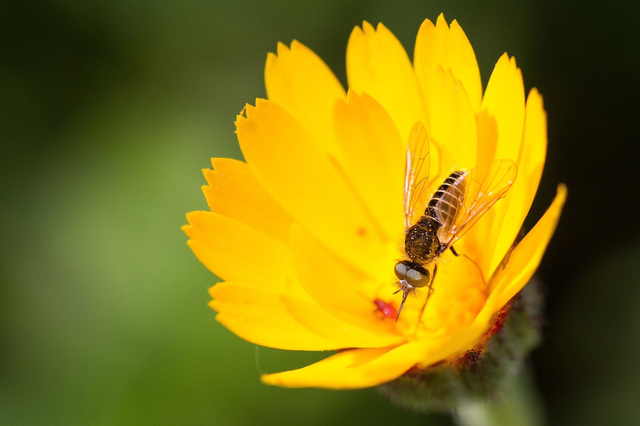 Canon EOS 7D + Sigma 105mm F2.8 EX DG Macro sample photo. Polinizacion photography