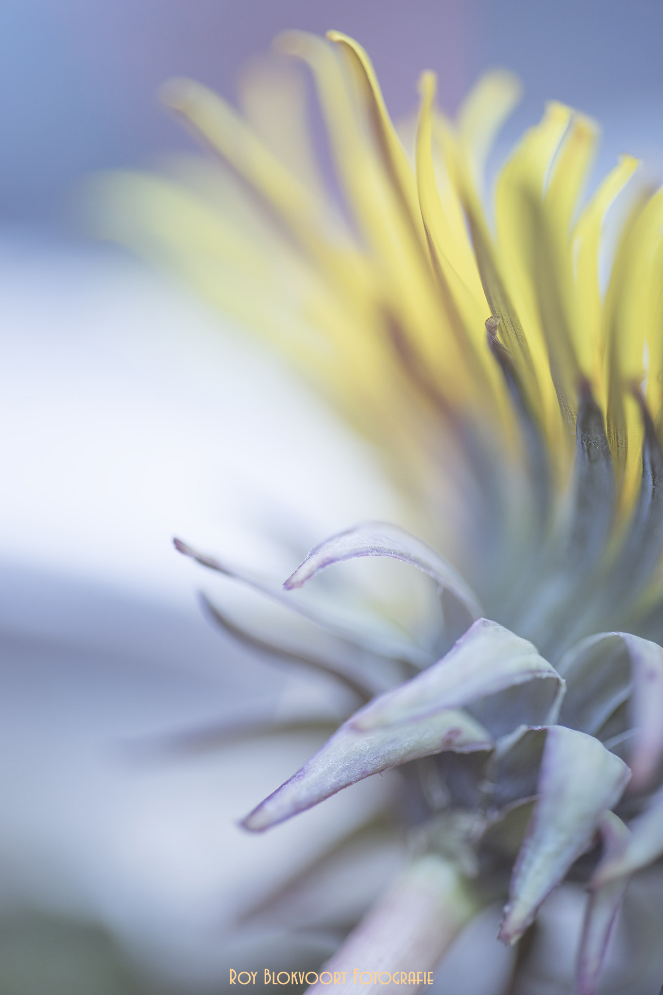 Tamron Lens (255) sample photo. Got your back..... photography