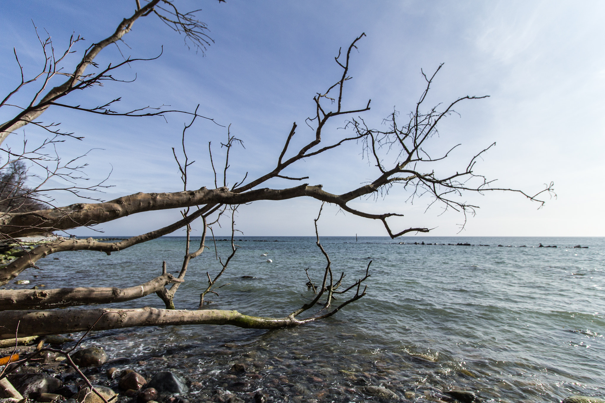 Canon EF-S 10-18mm F4.5–5.6 IS STM sample photo. Baum im wasser, küste sassnitz photography