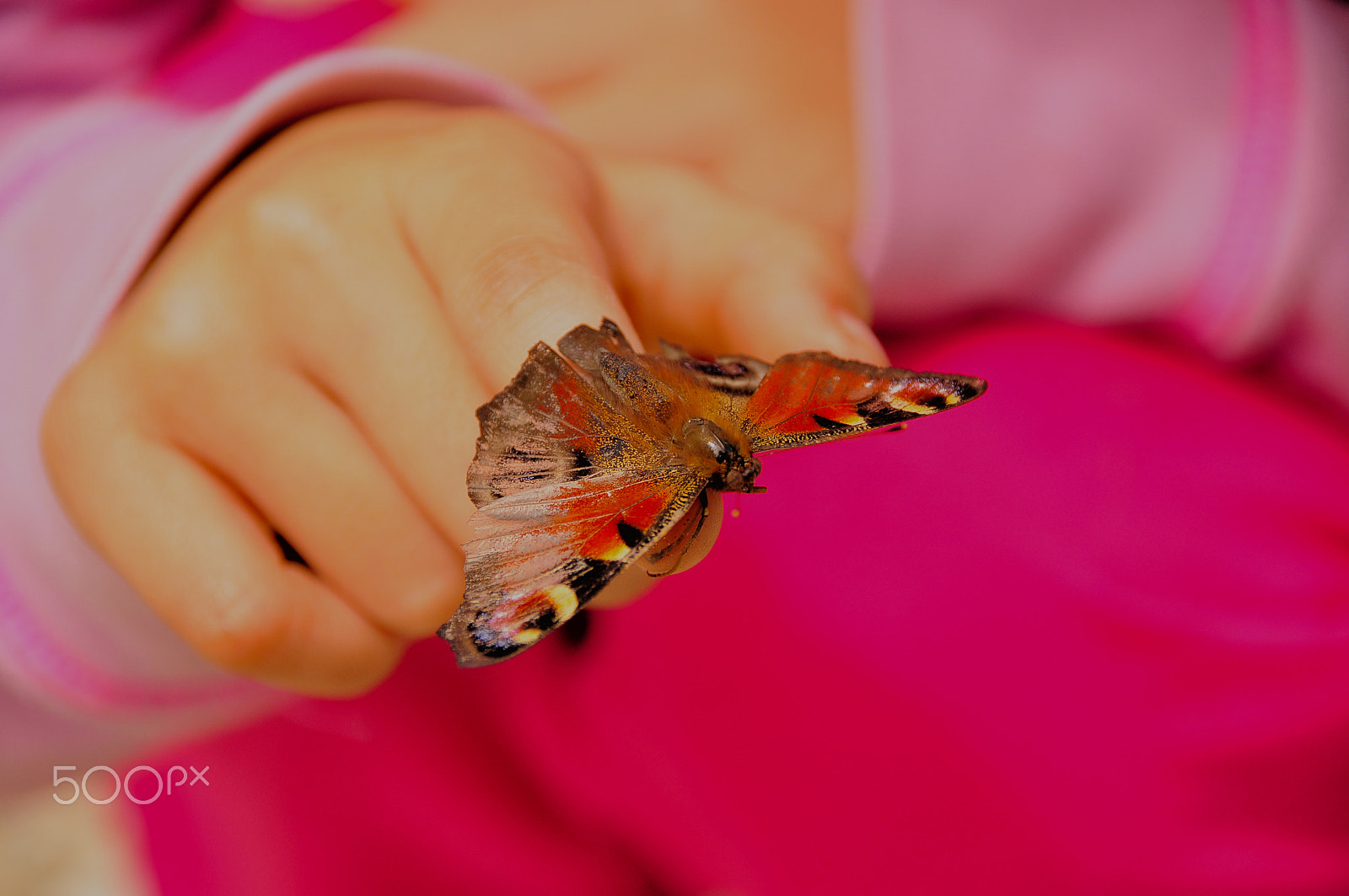 Sigma 18-250mm F3.5-6.3 DC Macro OS HSM sample photo. Butterfly photography