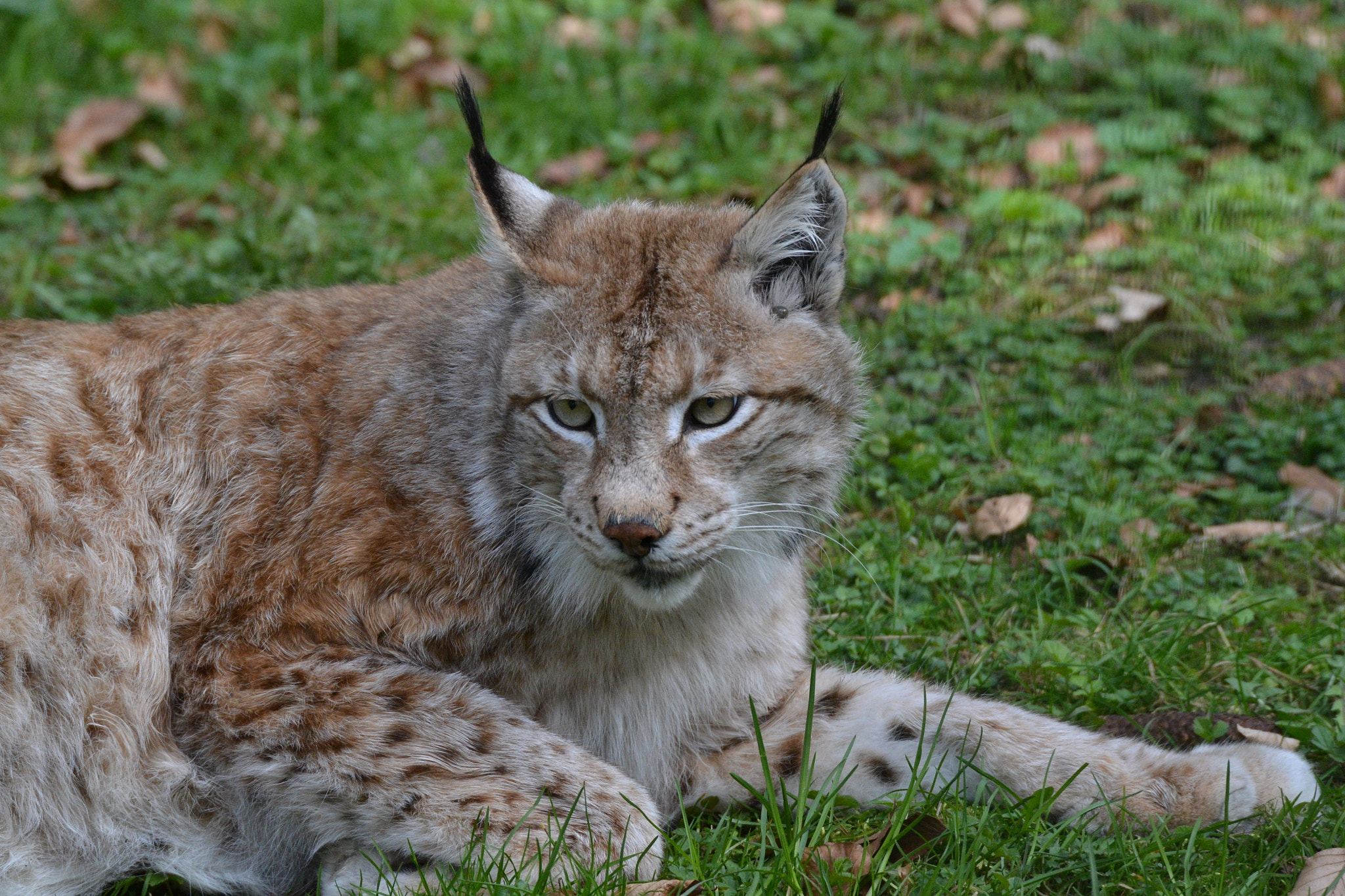 Sigma 50-500mm F4.5-6.3 DG OS HSM sample photo. Luchs photography