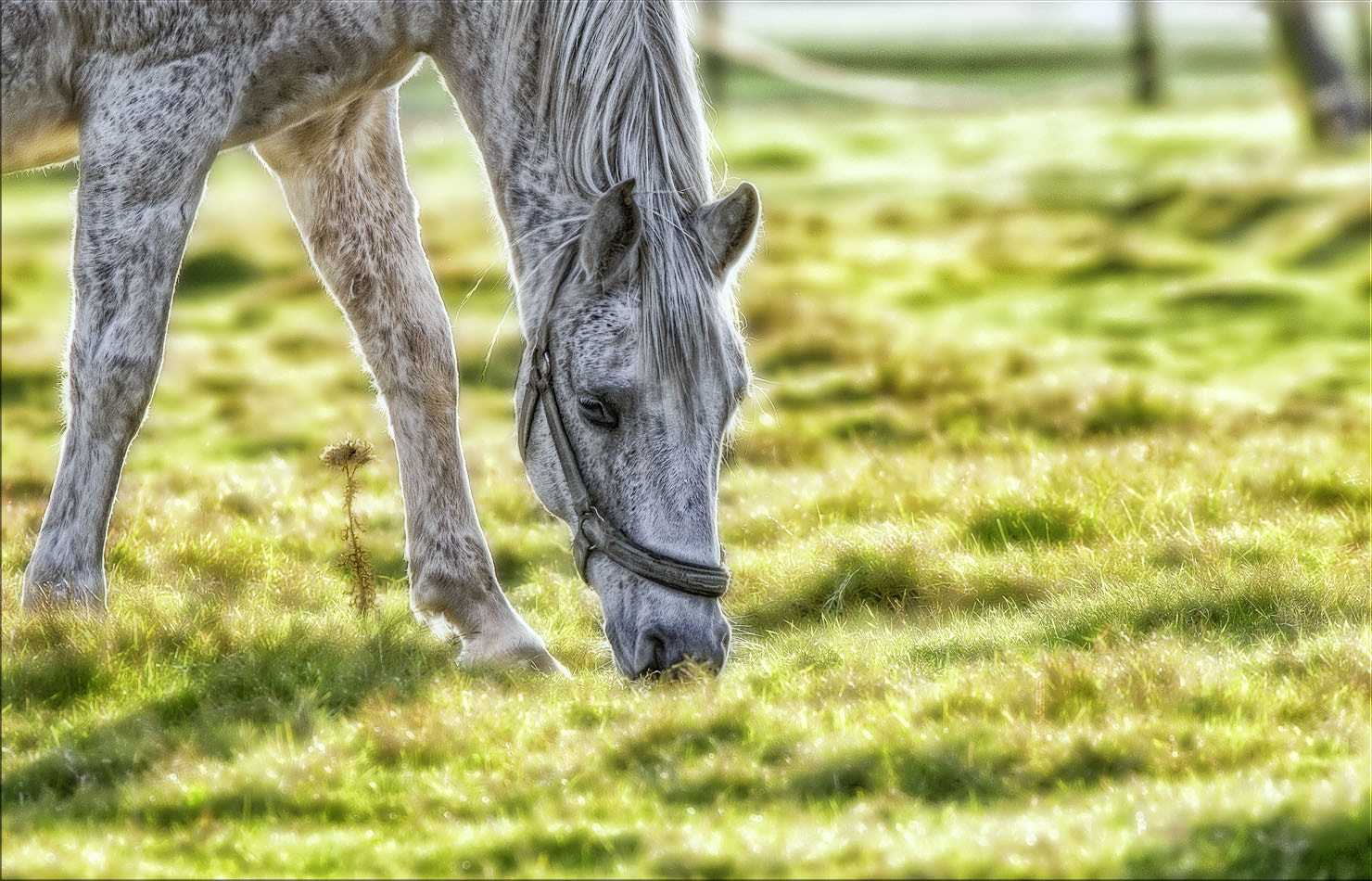 Canon EOS-1D Mark III sample photo. Wenn das pferd grast ... photography