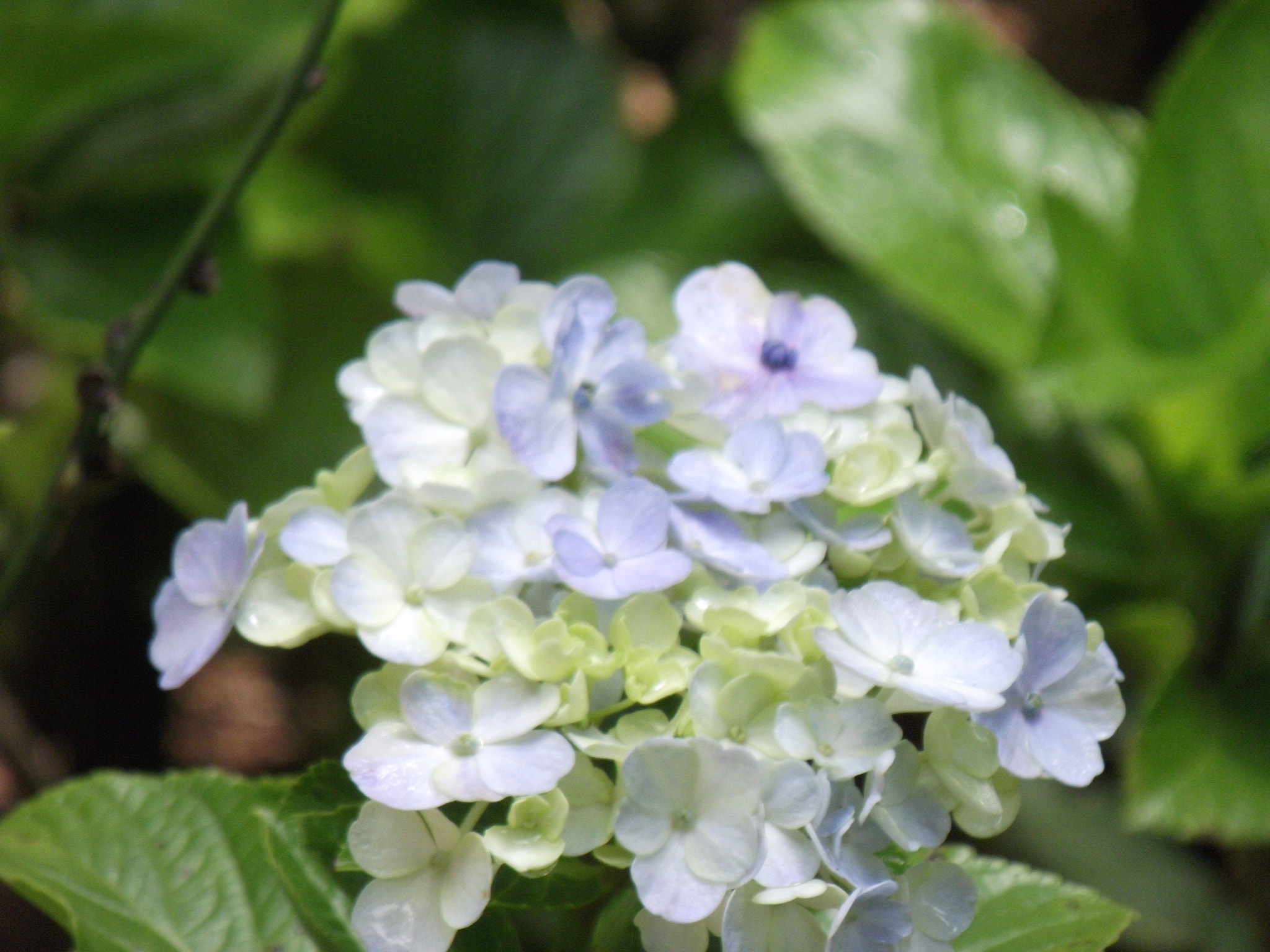 Fujifilm FinePix S2850HD sample photo. Hydrangea photography