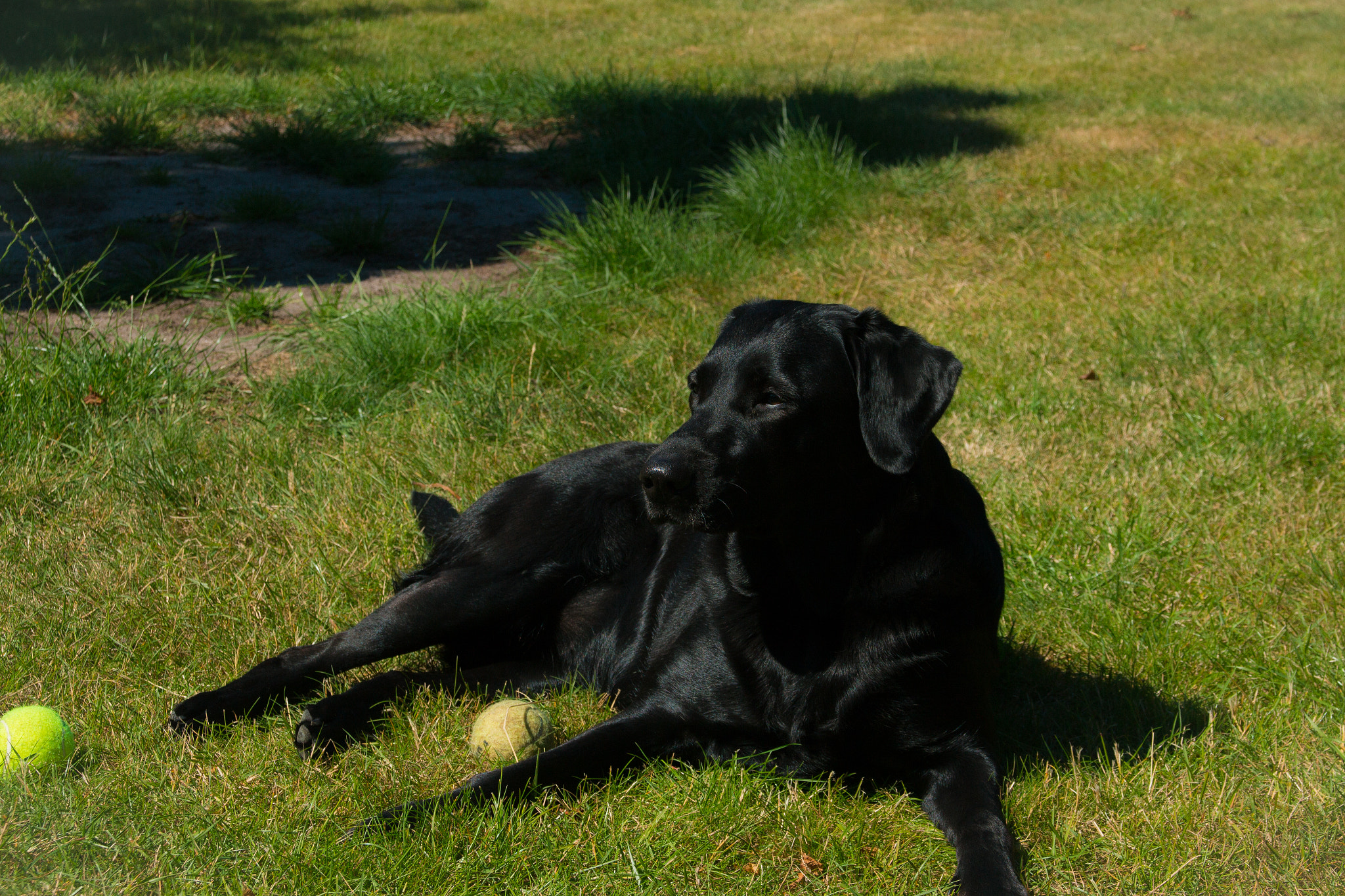 Sigma 24-60mm f/2.8 EX DG sample photo. Black labrador @ bornholm 2015 photography