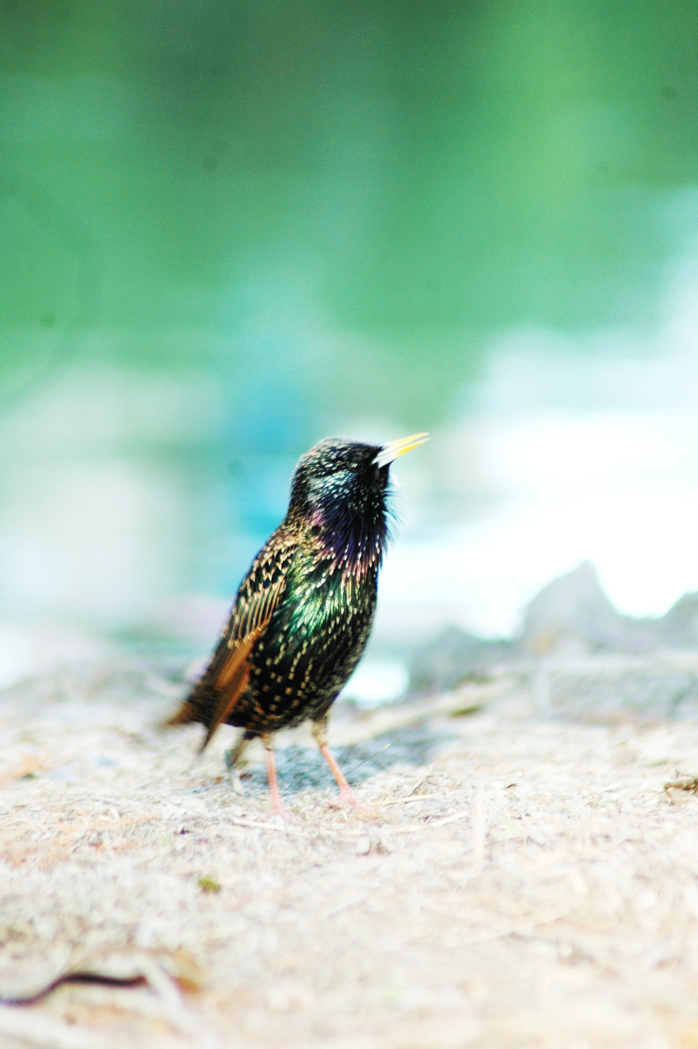 Nikon AF Nikkor 70-300mm F4-5.6G sample photo. Bird photography