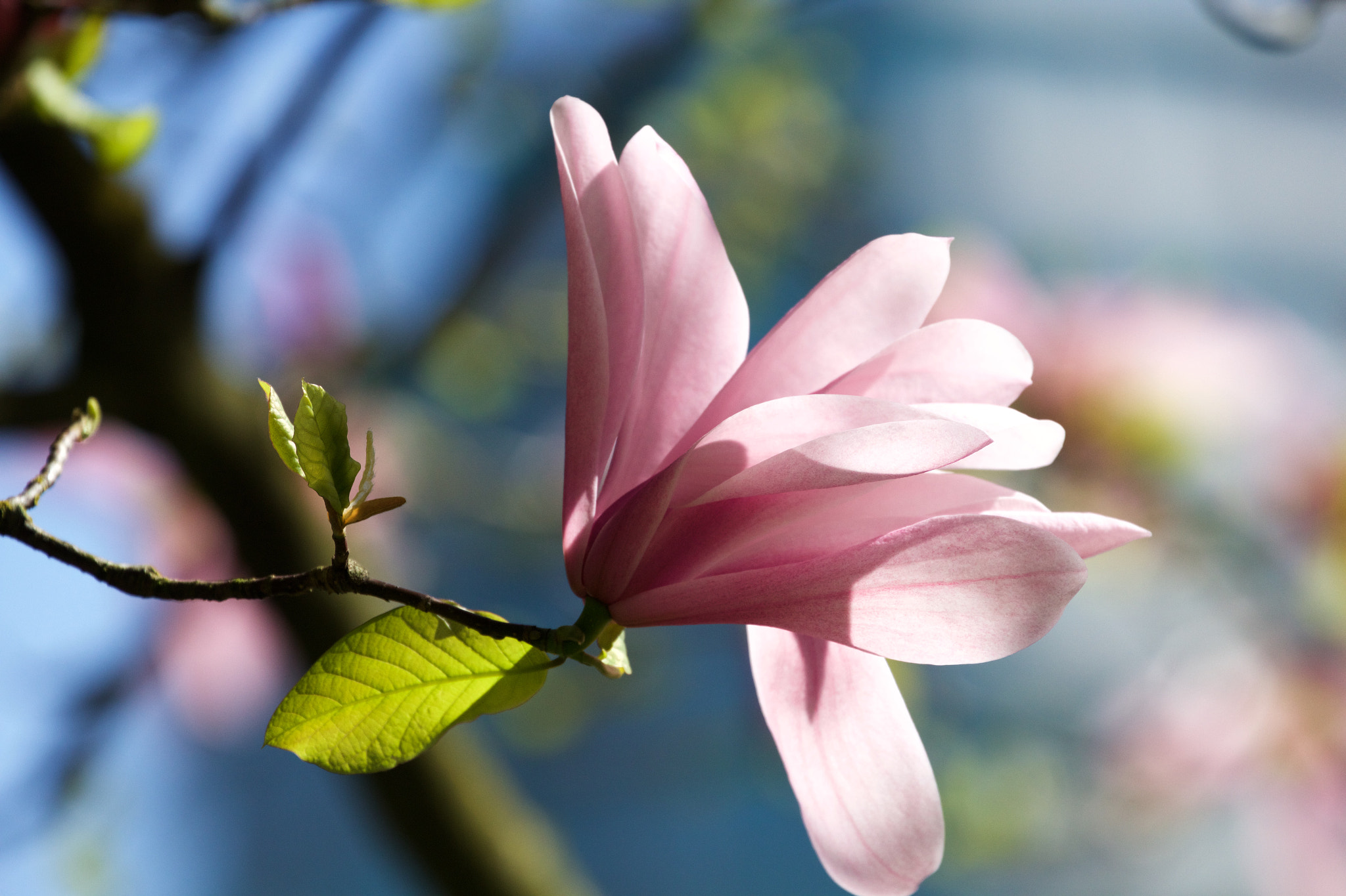 Canon EF 70-300mm F4-5.6L IS USM sample photo. Pink flower closeup photography