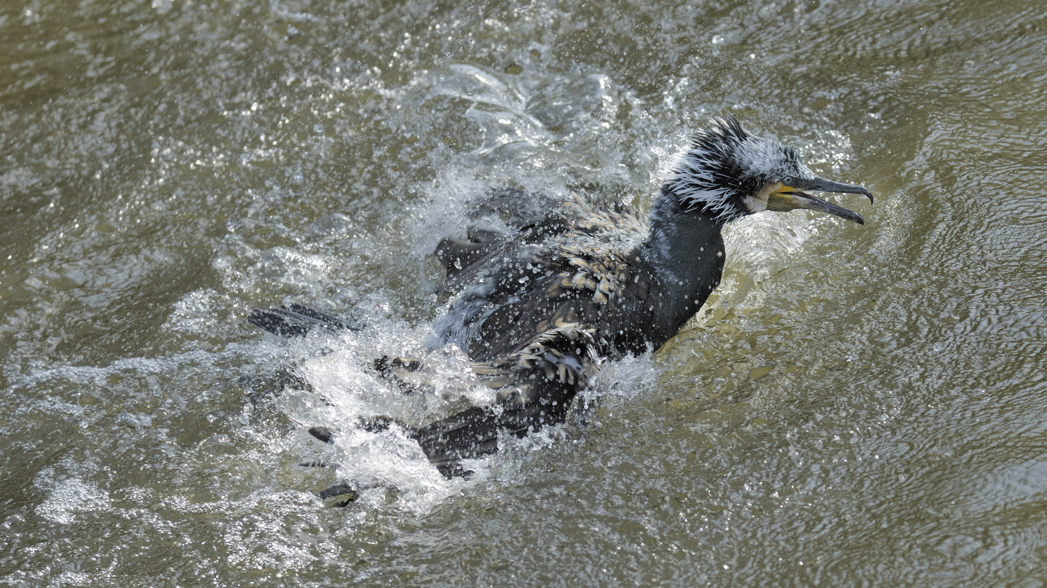 Nikon D3X sample photo. Forgot landing gear? photography