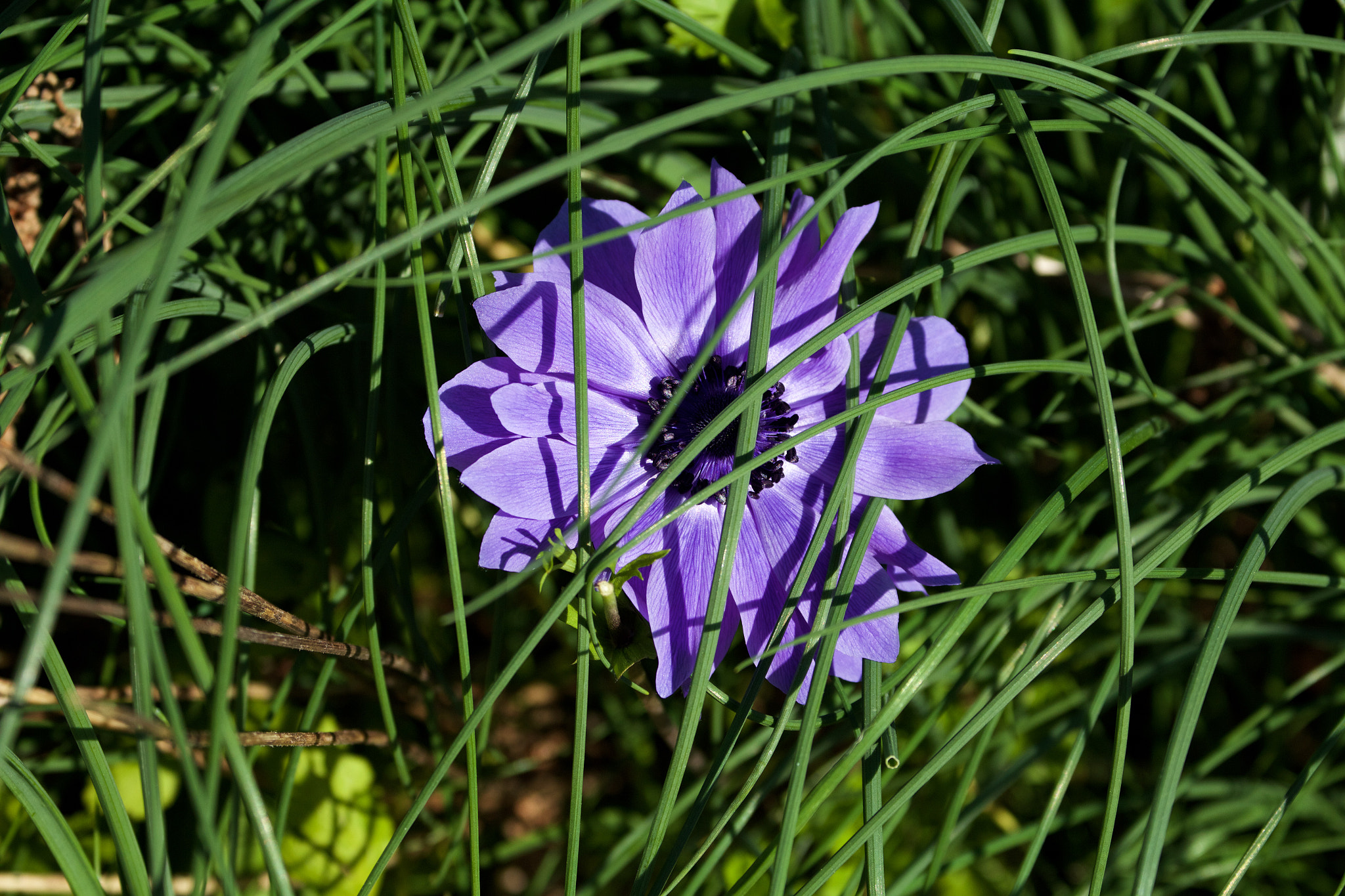 Canon EF 70-300mm F4-5.6L IS USM sample photo. Hidden gem photography