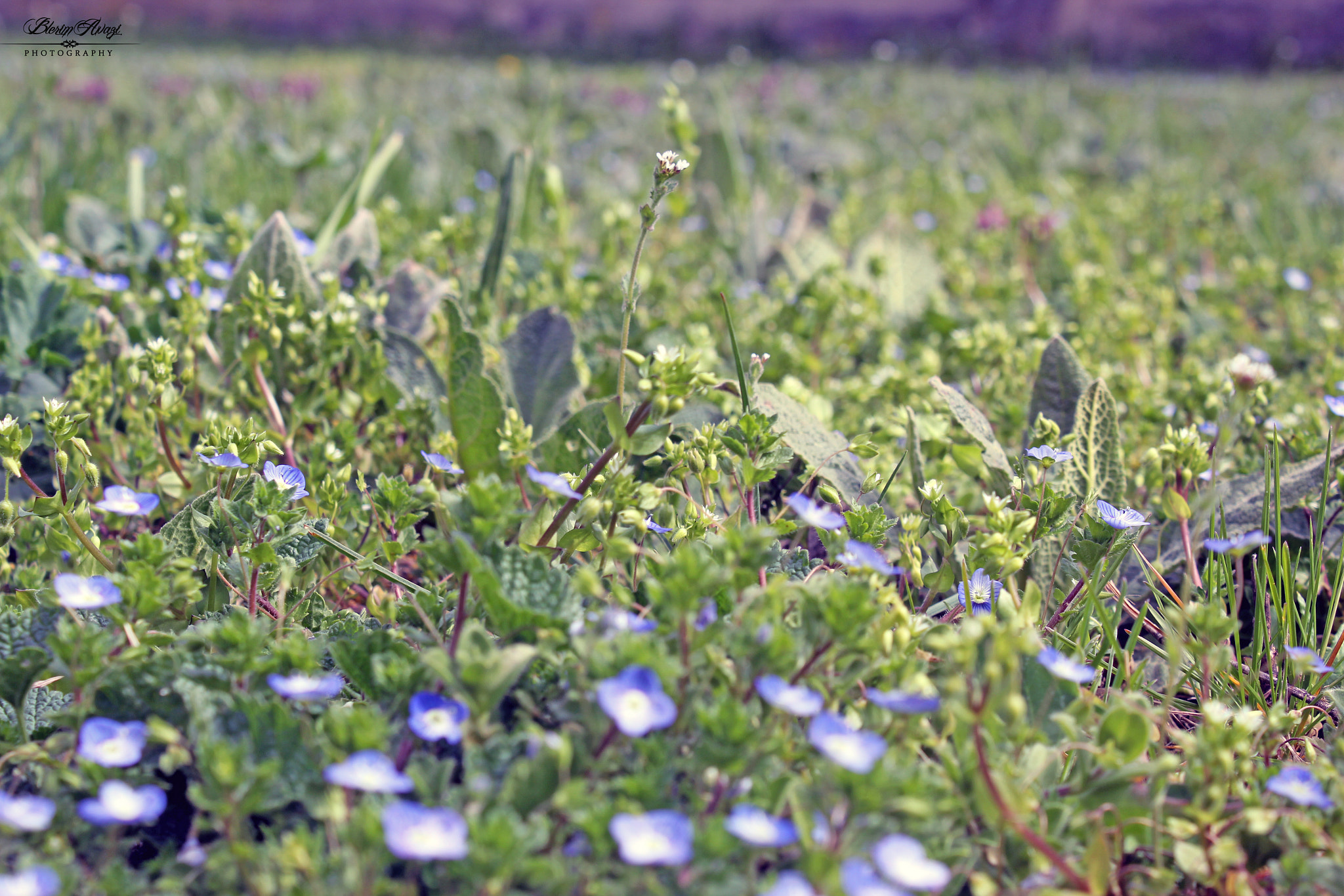 Canon EOS 550D (EOS Rebel T2i / EOS Kiss X4) sample photo. Springtime is here 1 photography