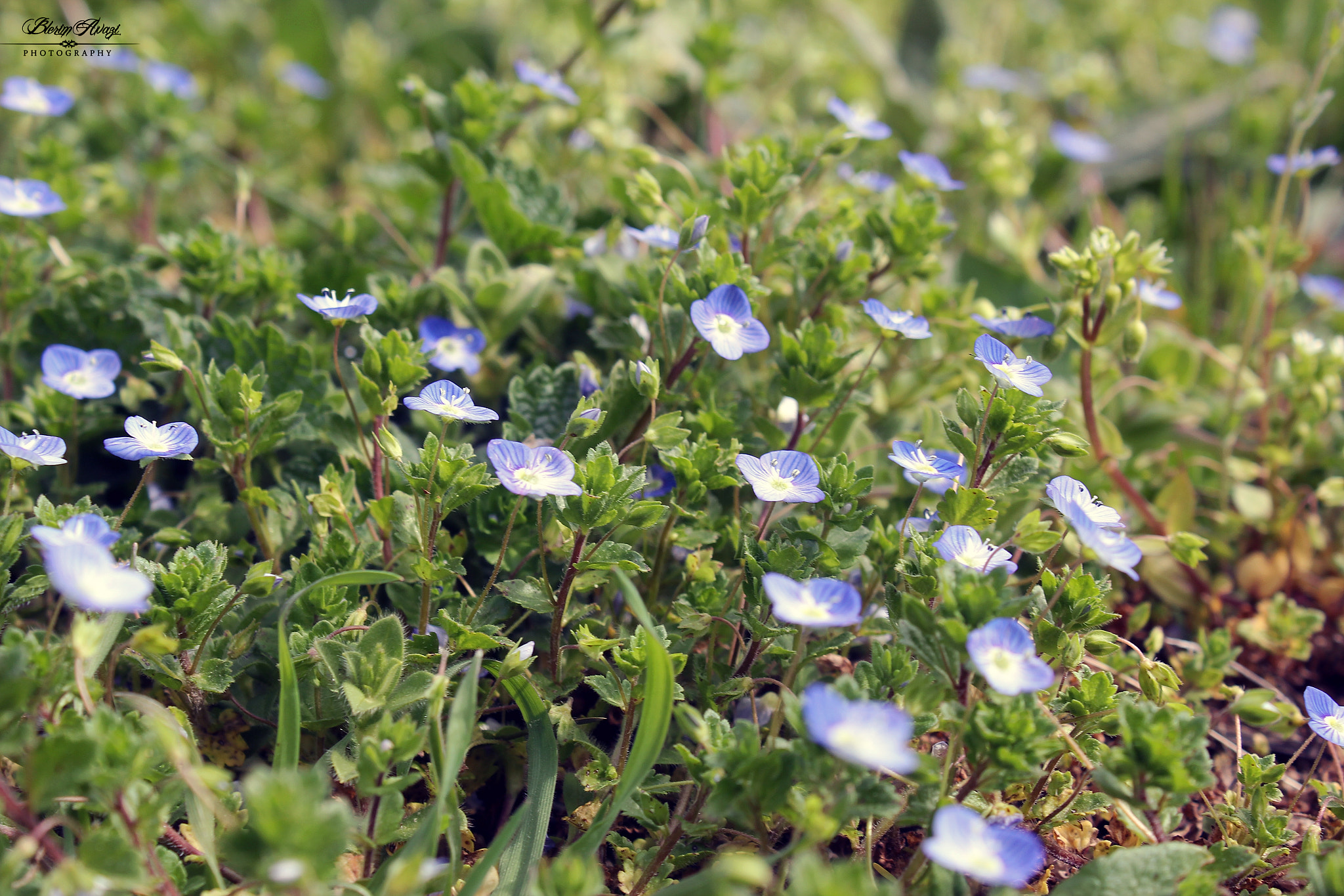 Canon EOS 550D (EOS Rebel T2i / EOS Kiss X4) sample photo. Springtime is here photography