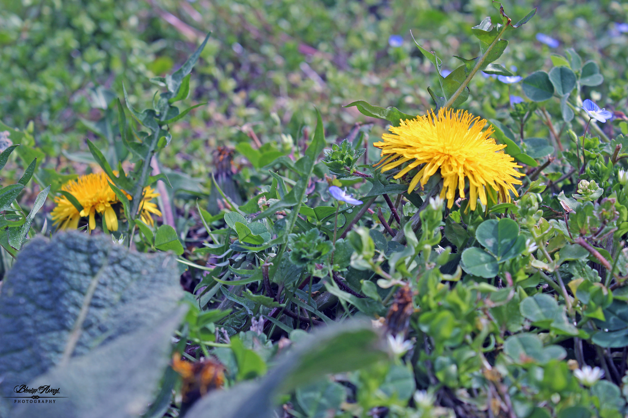 Canon EOS 550D (EOS Rebel T2i / EOS Kiss X4) sample photo. Springtime is here 2 photography