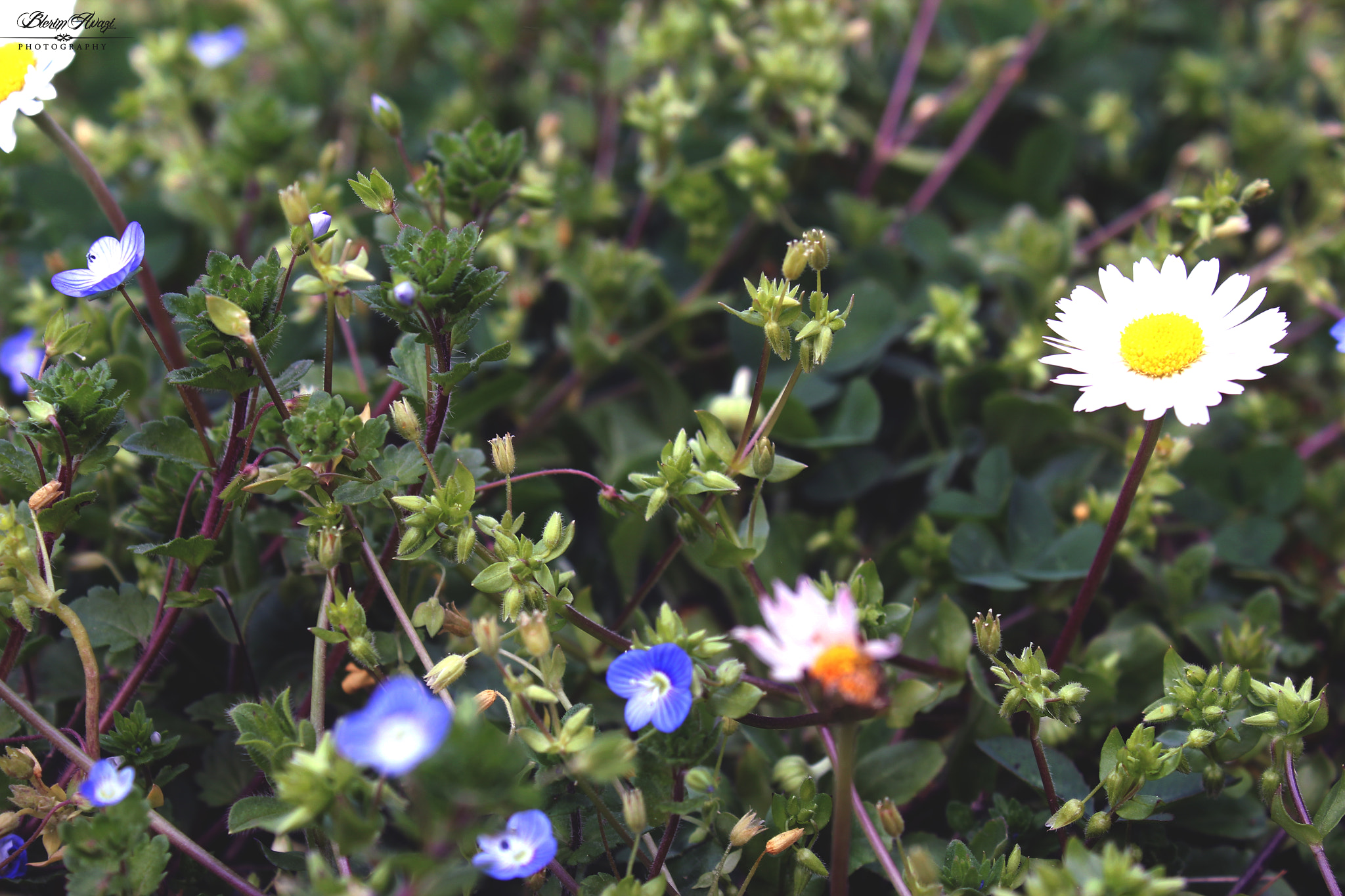 Canon EOS 550D (EOS Rebel T2i / EOS Kiss X4) sample photo. Springtime is here 9 photography