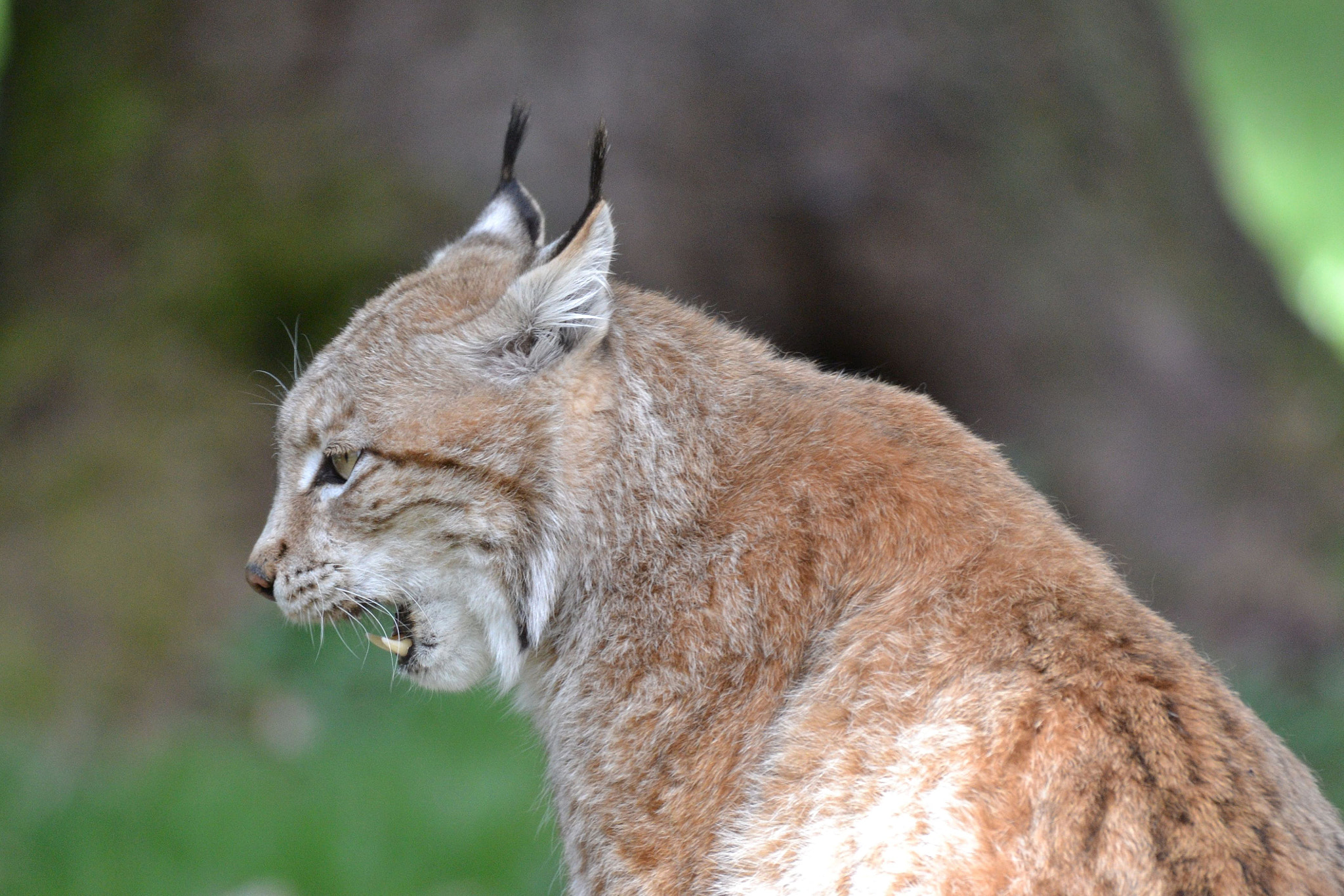 Sigma 50-500mm F4.5-6.3 DG OS HSM sample photo. Luchs photography