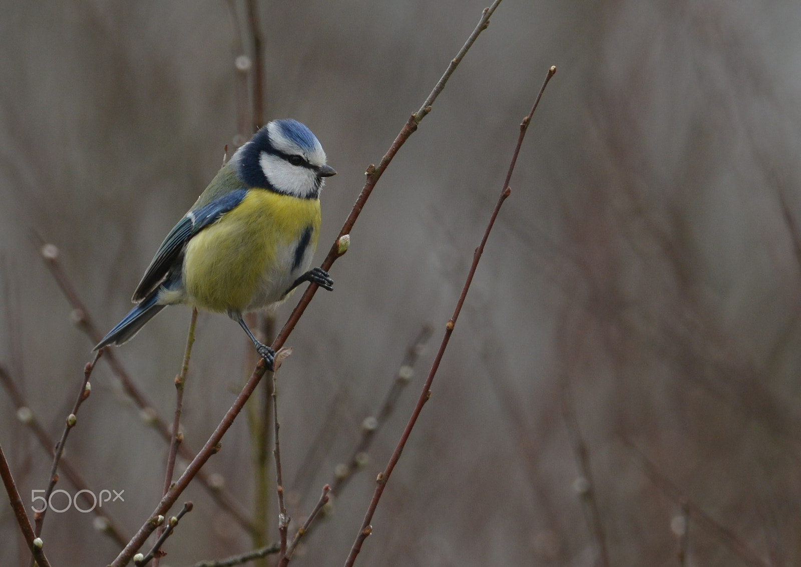 Nikon AF-S Nikkor 400mm F2.8G ED VR II sample photo. Blaumeise - blue tit - (cyanistes caeruleus) photography