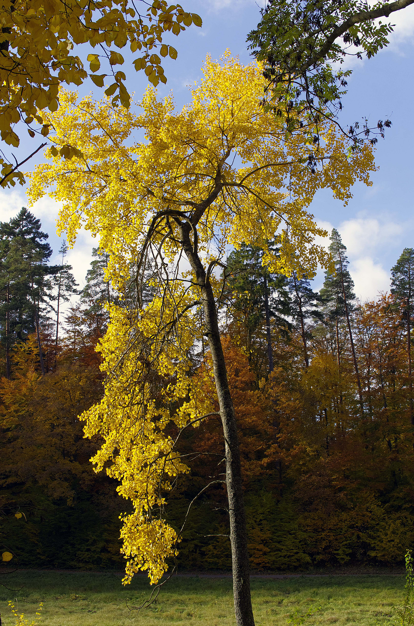 Sigma 30mm F1.4 EX DC HSM sample photo. Autumn photography