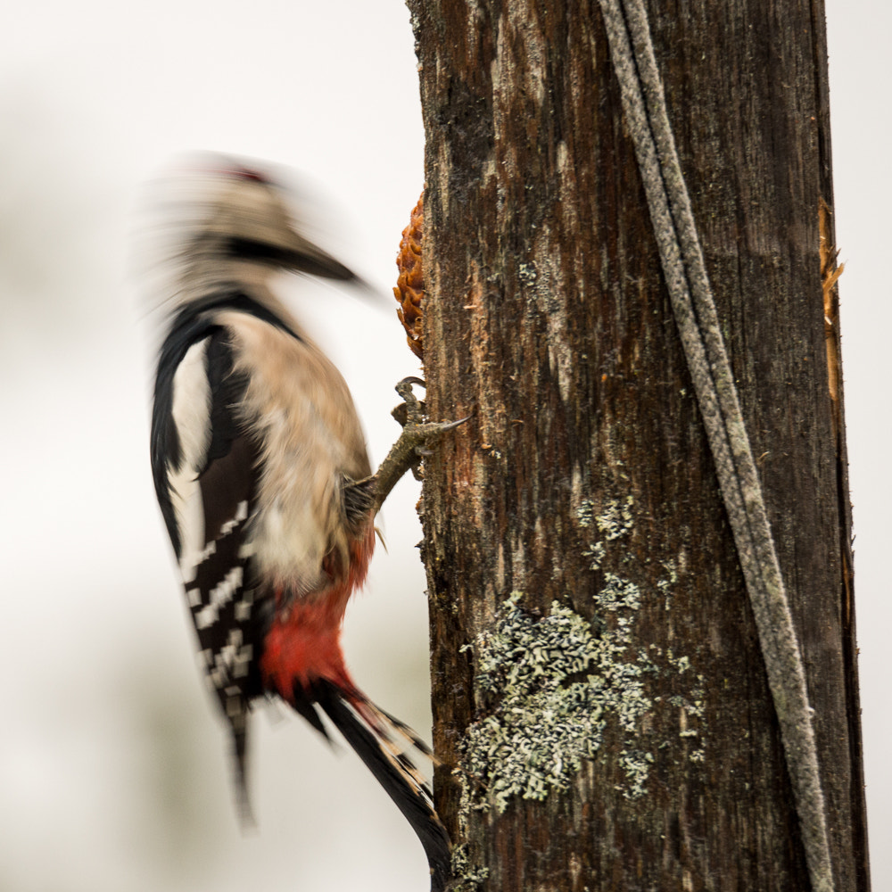 Nikon D4 sample photo. Woodpecker photography