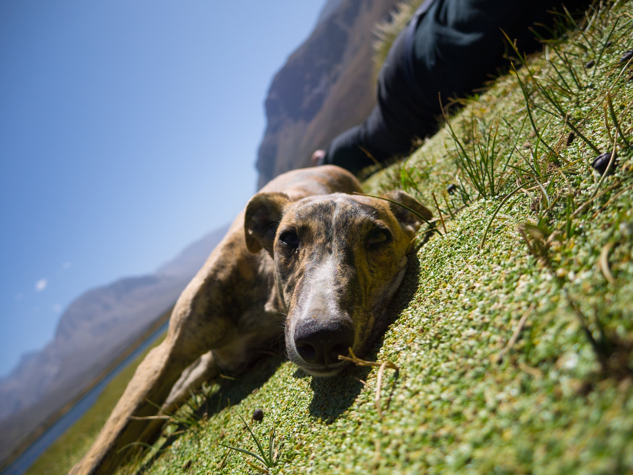 Panasonic Lumix DMC-GF3 sample photo. Vidas de perro photography