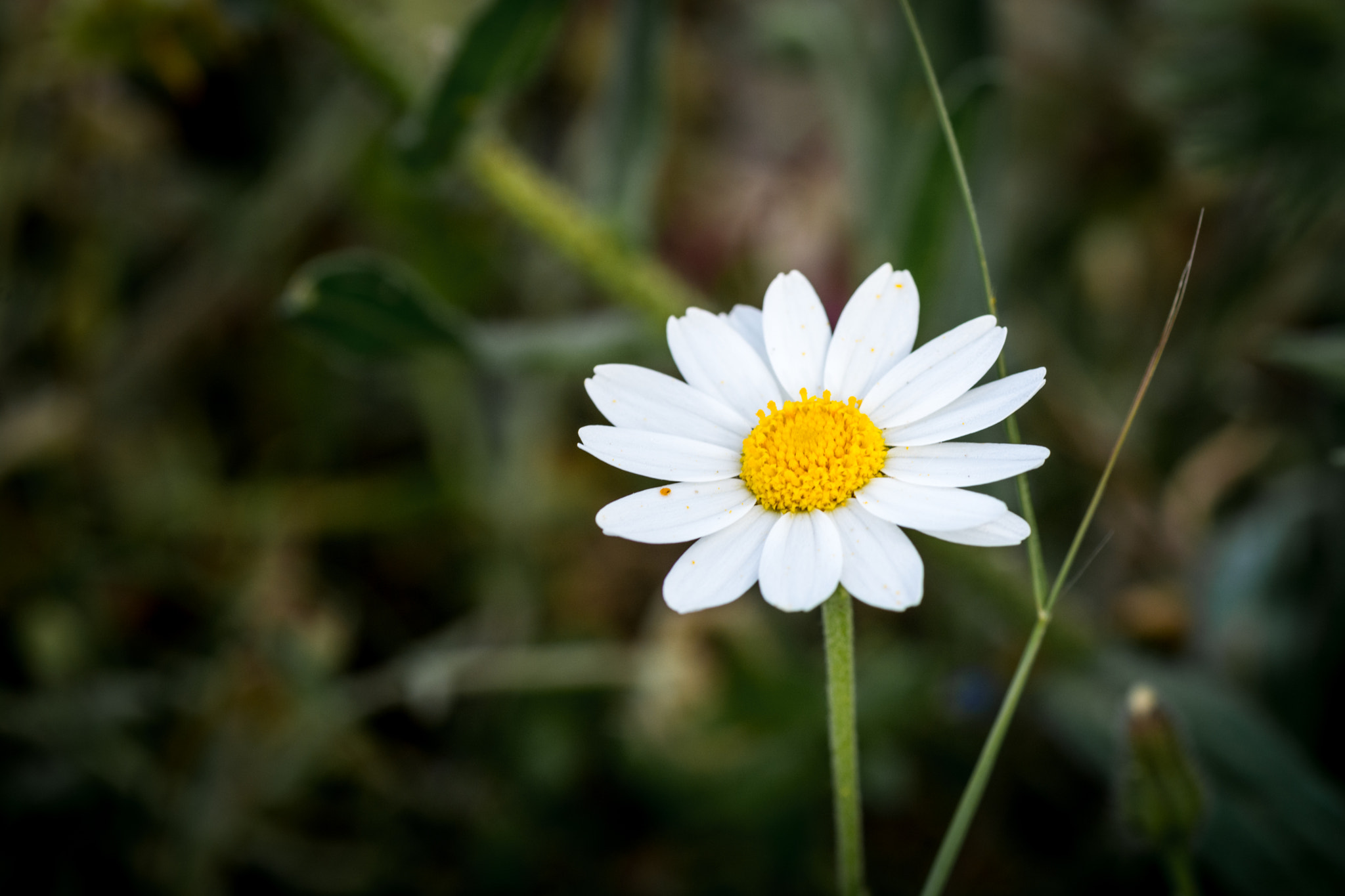 Tamron SP AF 90mm F2.8 Di Macro sample photo. @) photography