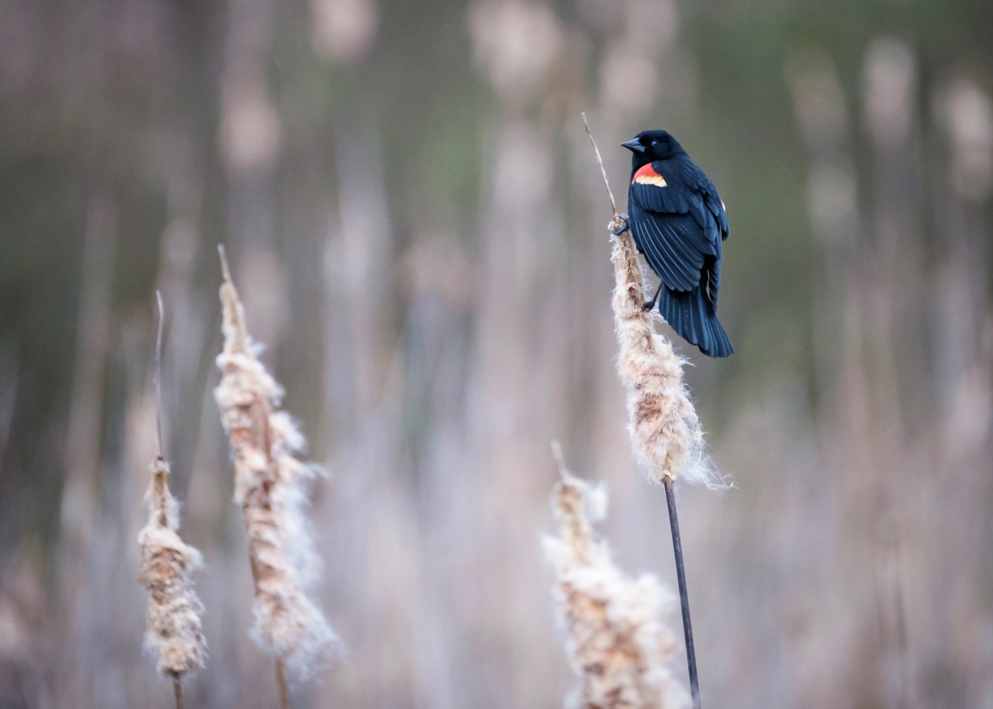 Fujifilm XF 100-400mm F4.5-5.6 R LM OIS WR sample photo. Red winged blackbird photography