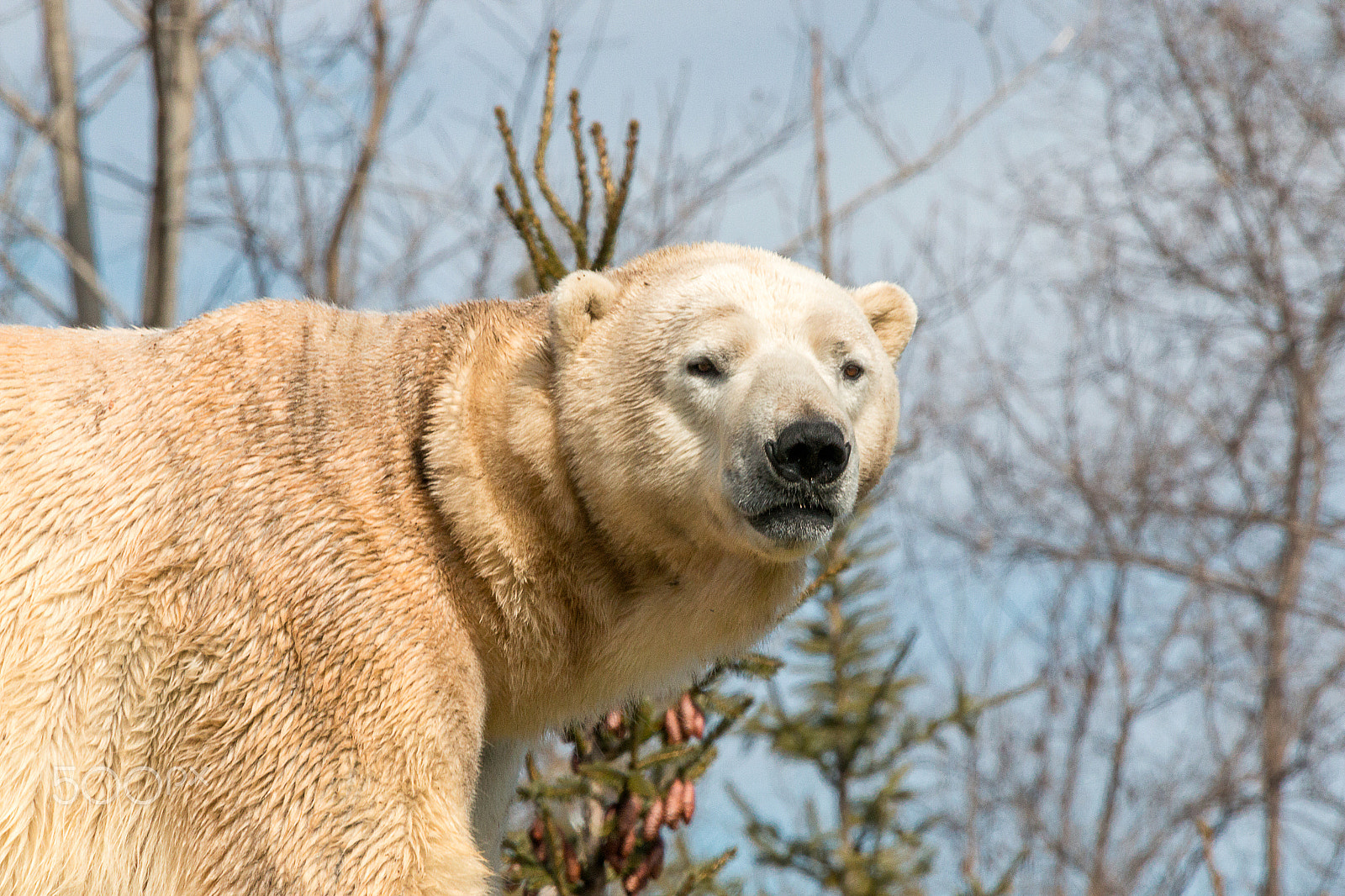Sigma 50-500mm f/4-6.3 APO HSM EX sample photo. Polar bear photography