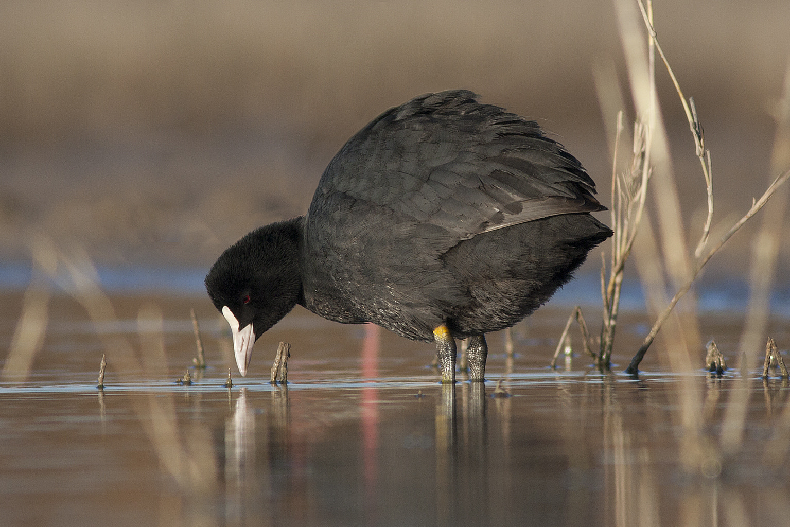 Canon EOS 450D (EOS Rebel XSi / EOS Kiss X2) + Canon EF 400mm F5.6L USM sample photo. Common coot photography