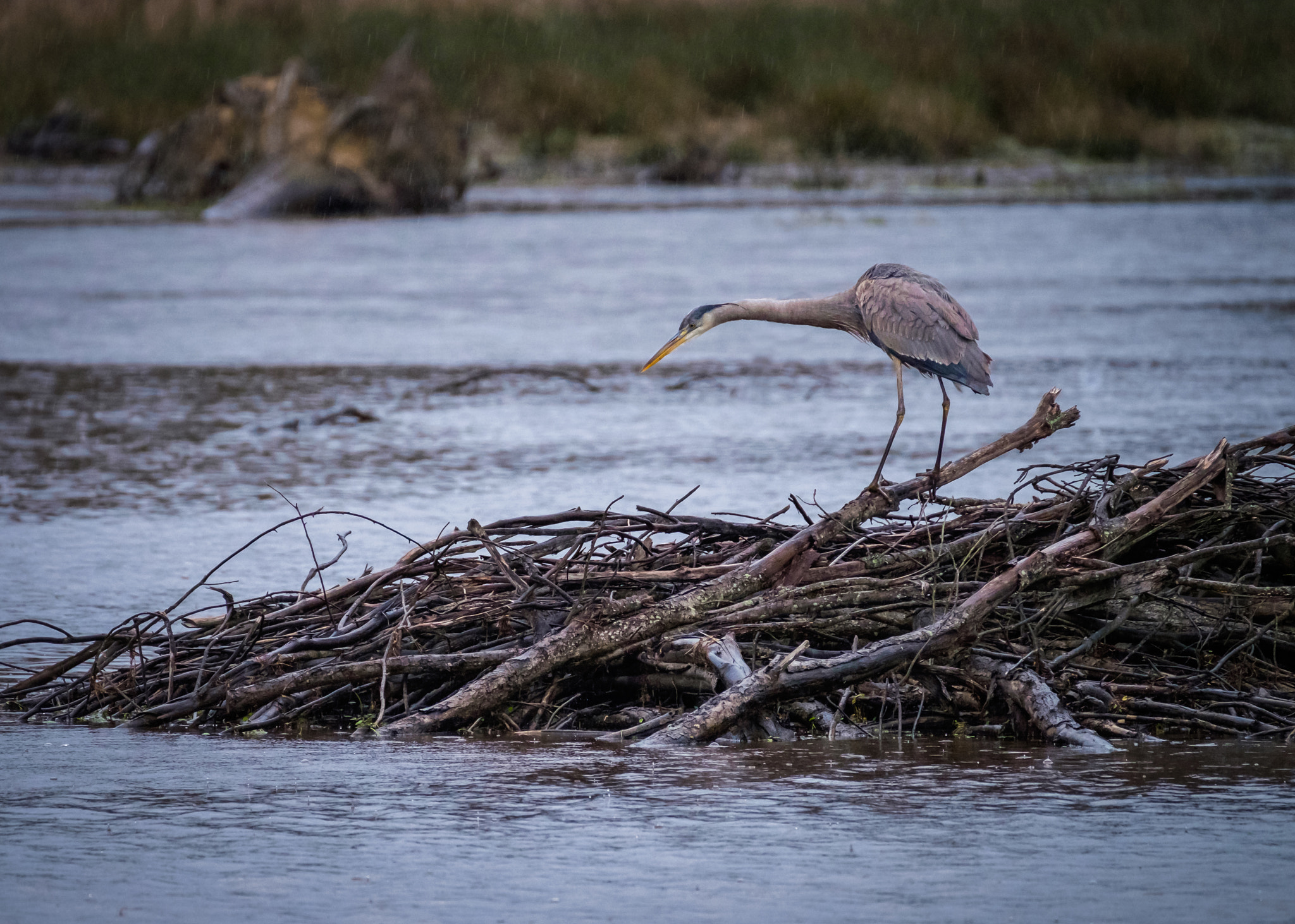 Fujifilm XF 100-400mm F4.5-5.6 R LM OIS WR sample photo. Great blue heron on a beaver lodge photography