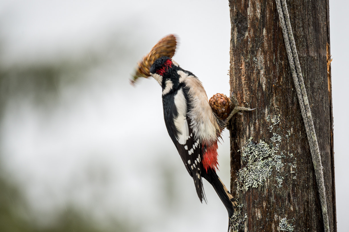 Nikon D4 sample photo. Woodpecker photography