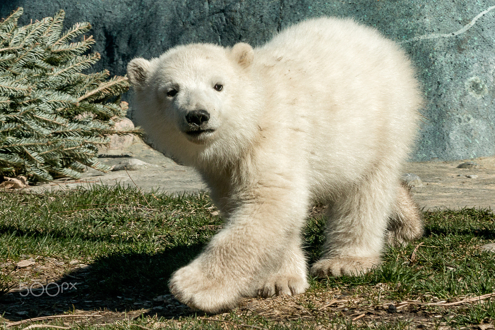 Canon EOS 70D + Sigma 50-500mm f/4-6.3 APO HSM EX sample photo. Baby polar bear toronto zoo photography