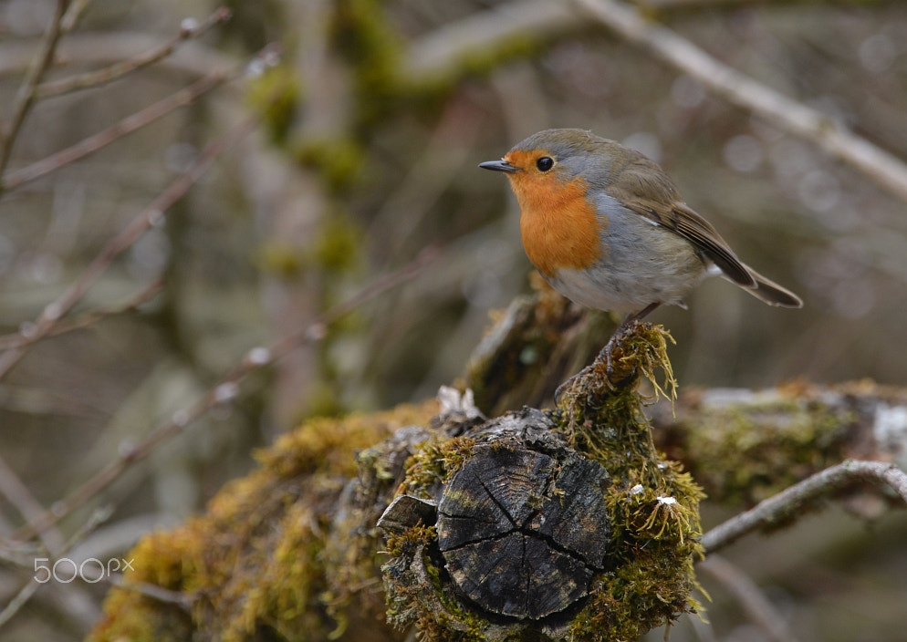 Nikon D800 + Nikon AF-S Nikkor 400mm F2.8G ED VR II sample photo. Rotkehlchen – robin - (erithacus rubecula) photography