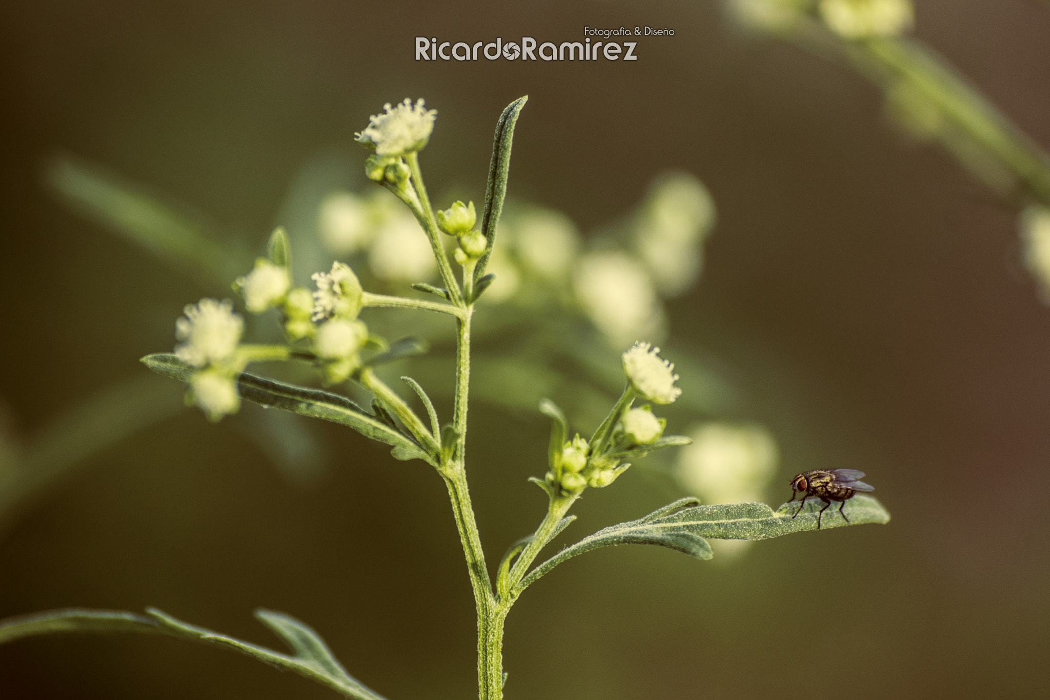 Sony 75-300mm F4.5-5.6 sample photo. Fly photography