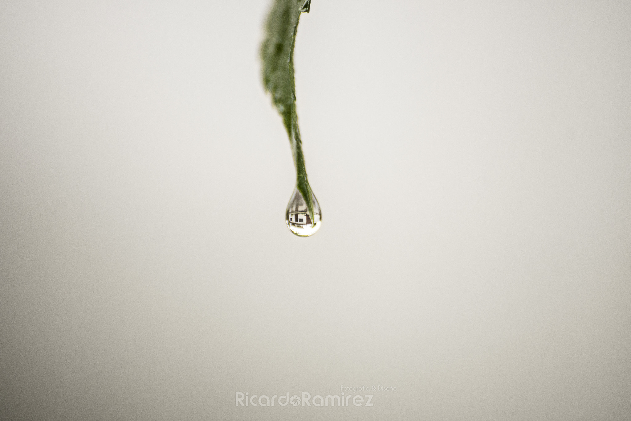 Sony 75-300mm F4.5-5.6 sample photo. A drop of hope photography