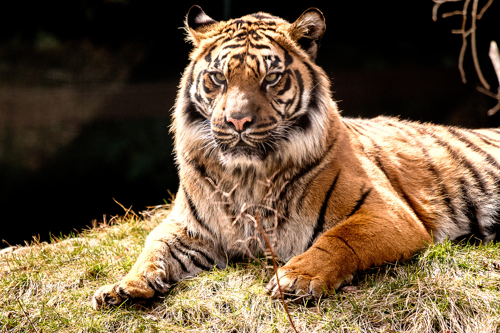 Sigma 50-500mm f/4-6.3 APO HSM EX sample photo. Sumatran tiger photography
