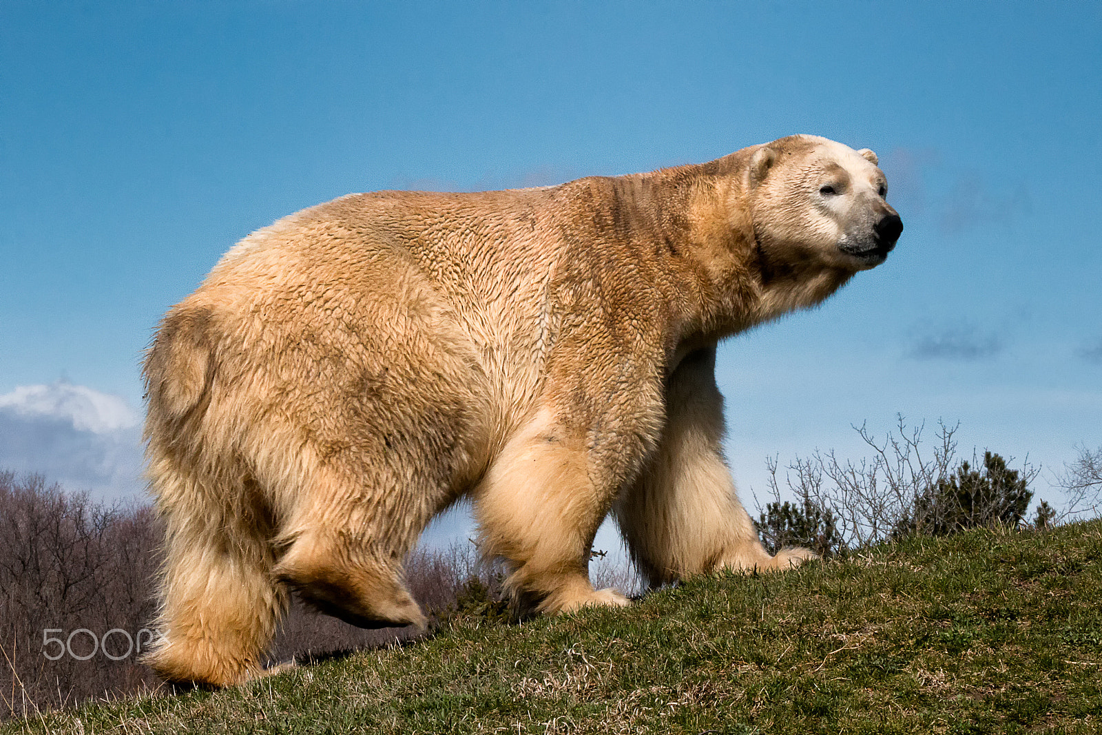 Sigma 50-500mm f/4-6.3 APO HSM EX sample photo. Polar bear photography