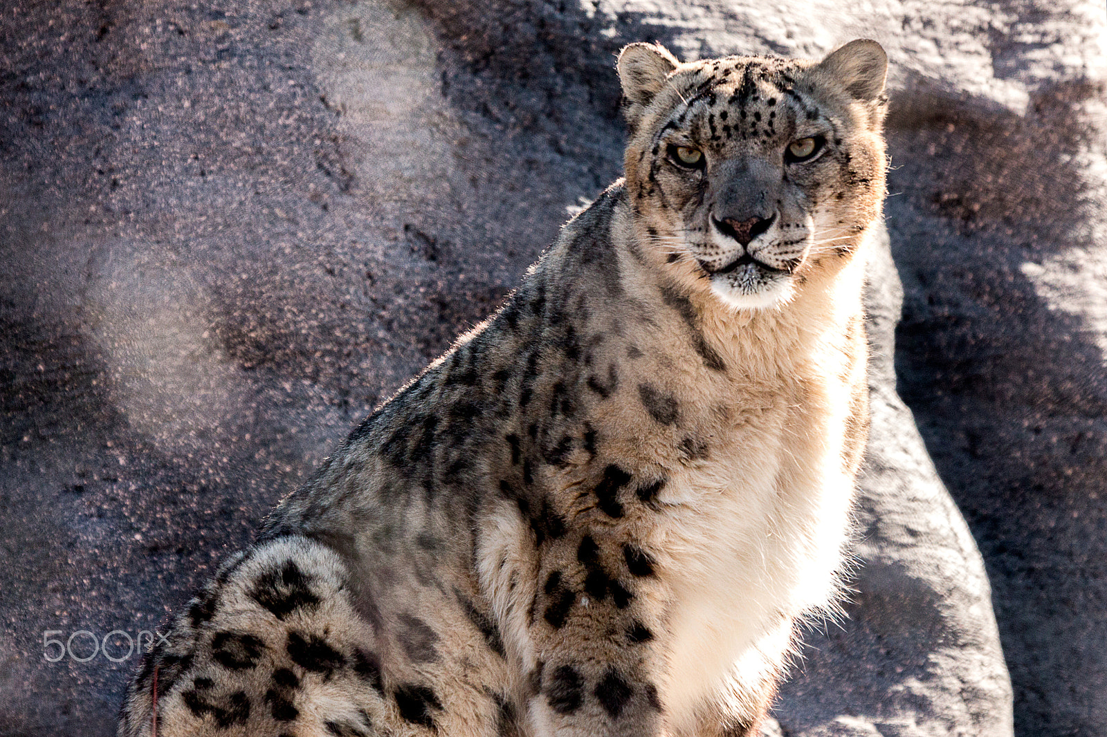 Sigma 50-500mm f/4-6.3 APO HSM EX sample photo. Snow leopard photography