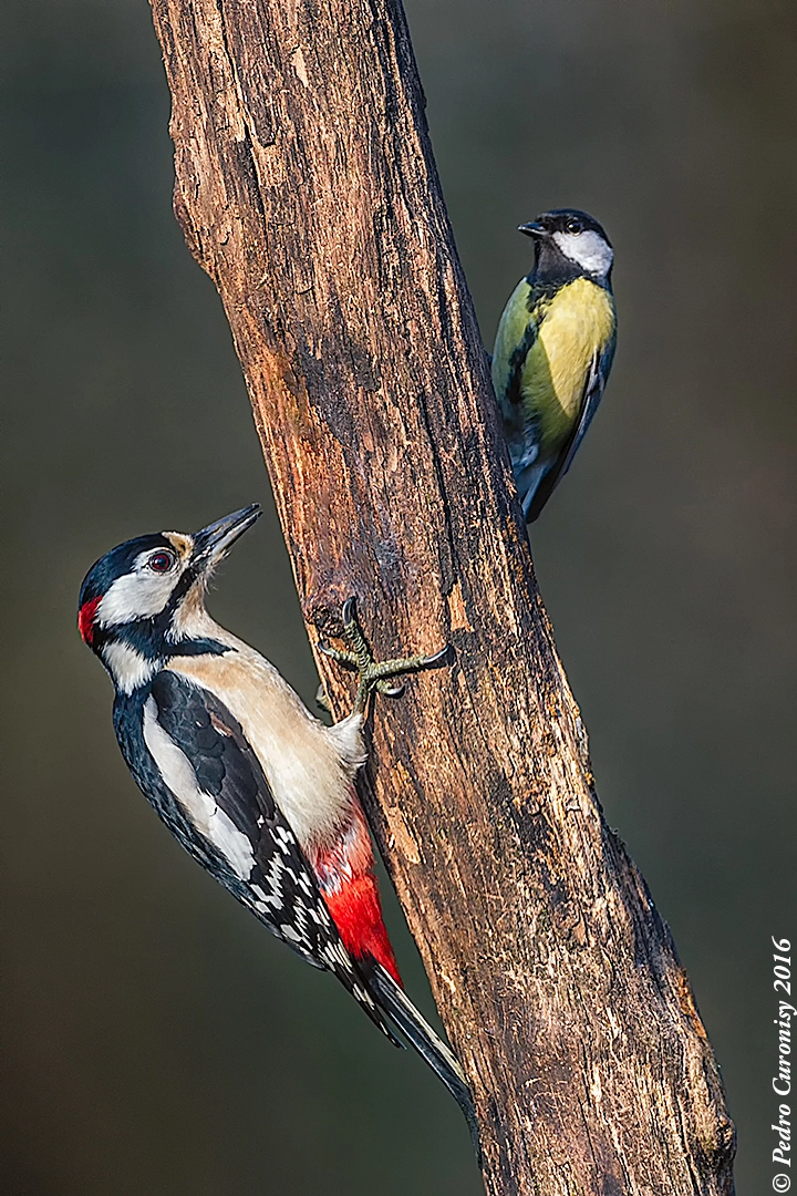 Canon EOS-1D X + Canon EF 500mm F4L IS USM sample photo. Opuestos photography