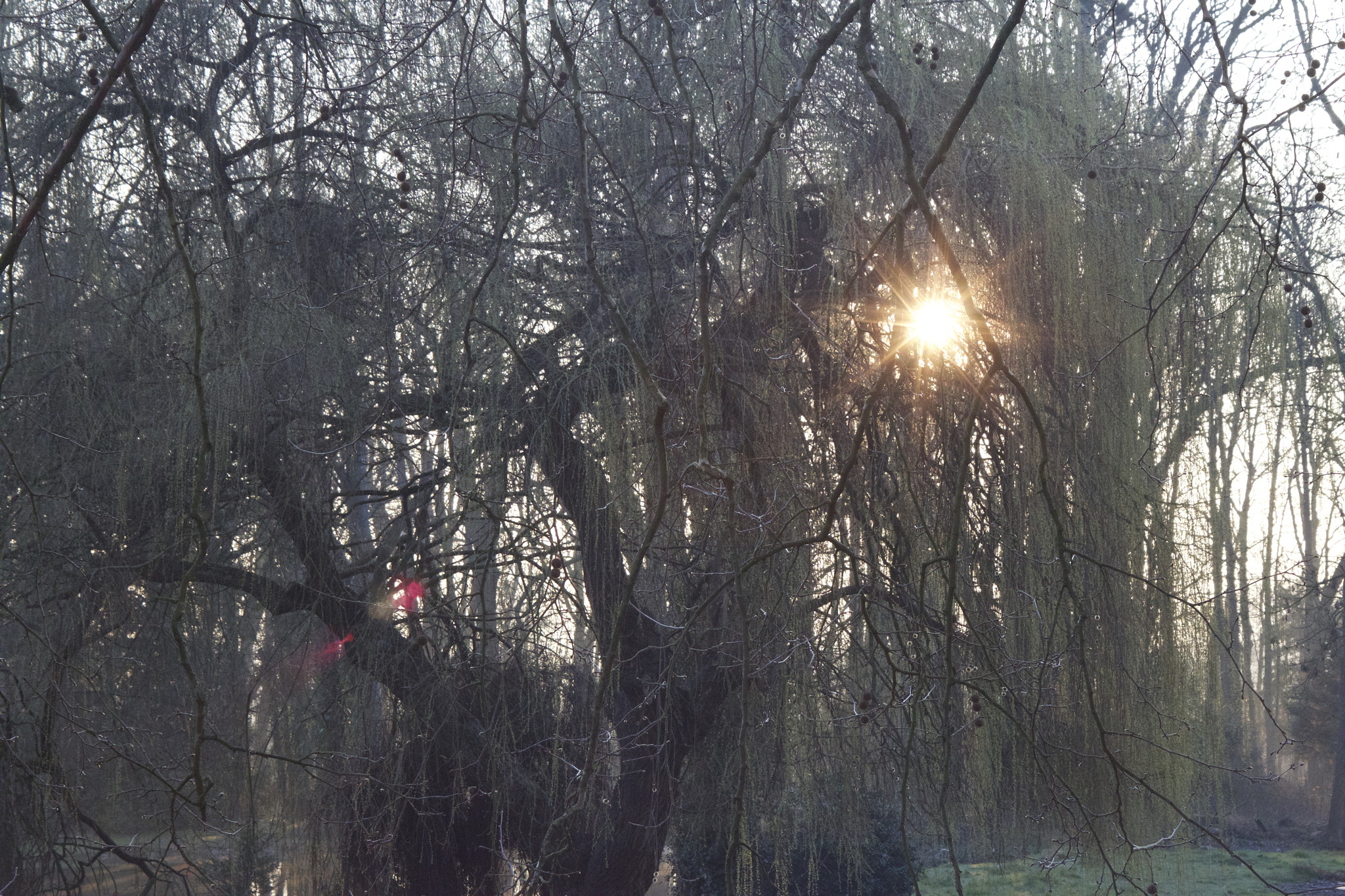 Canon EF 28-80mm f/2.8-4L sample photo. The sun behind trees photography