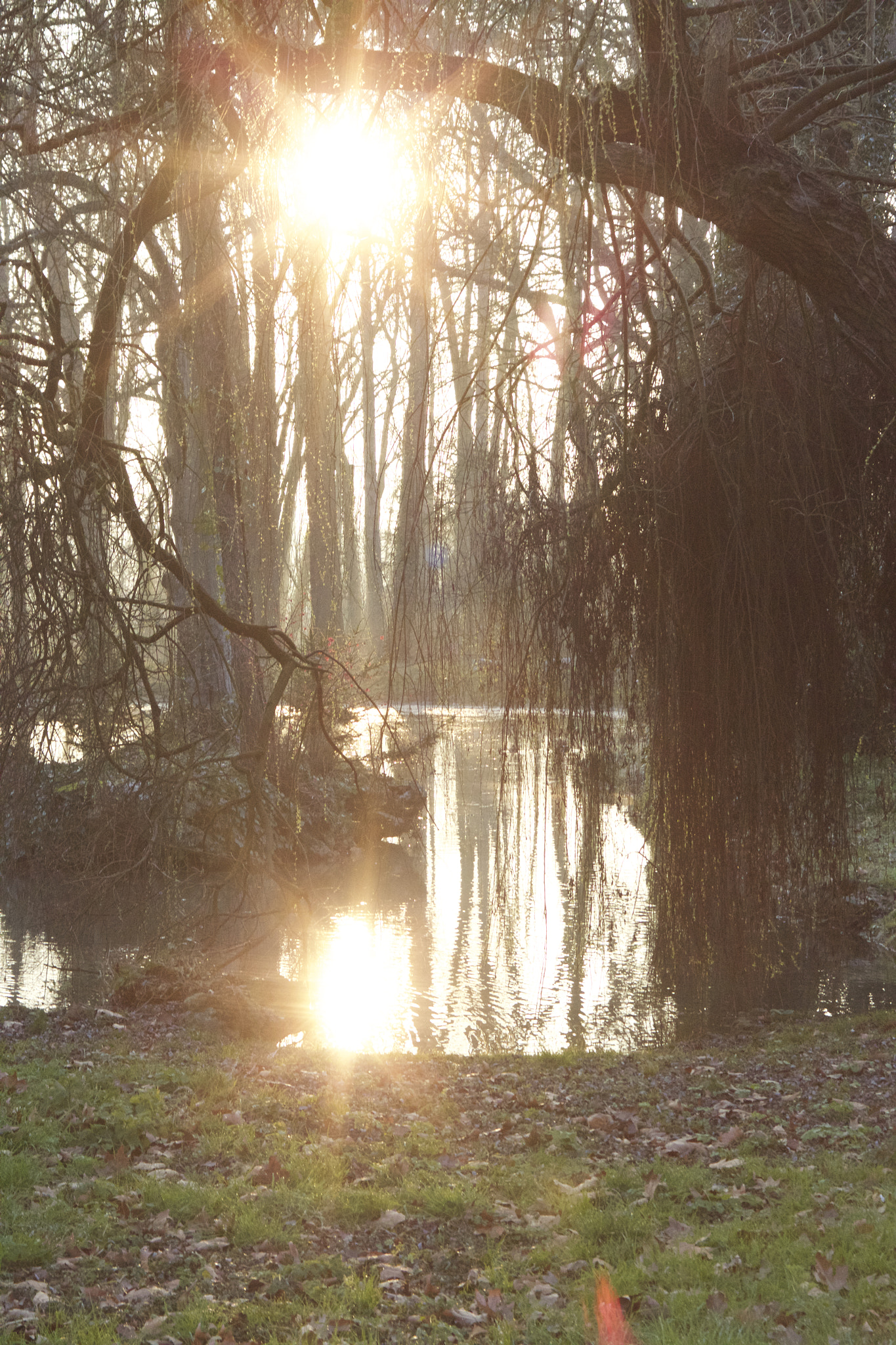Canon EOS 600D (Rebel EOS T3i / EOS Kiss X5) + Canon EF 28-80mm f/2.8-4L sample photo. Light, trees and lake photography