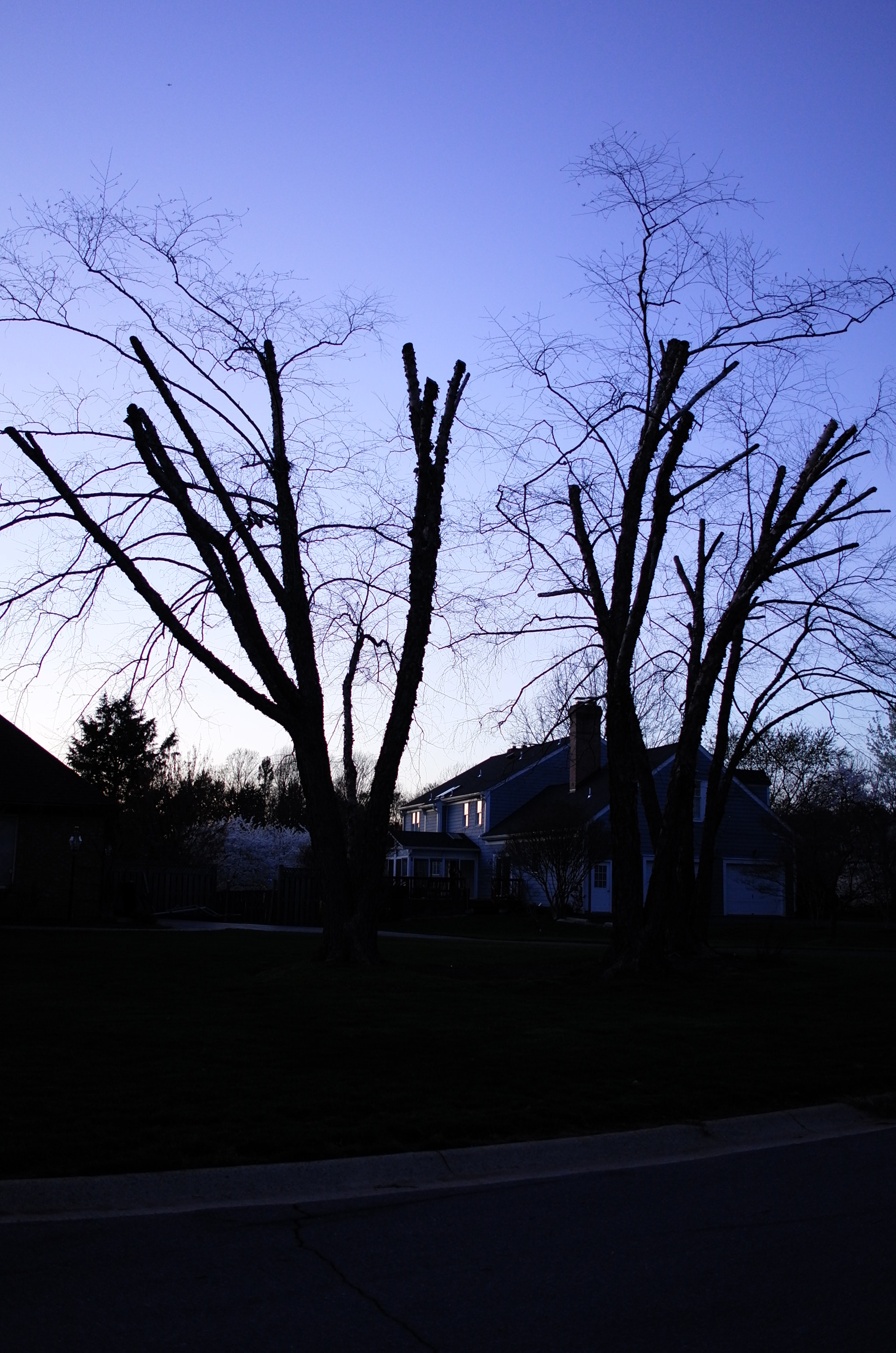 Summicron T 1:2 23 ASPH. sample photo. Blues in branches photography