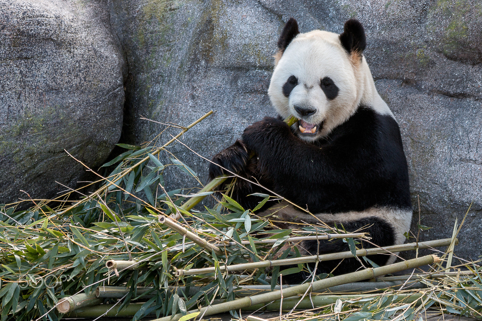 Sigma 50-500mm f/4-6.3 APO HSM EX sample photo. Giant panda photography