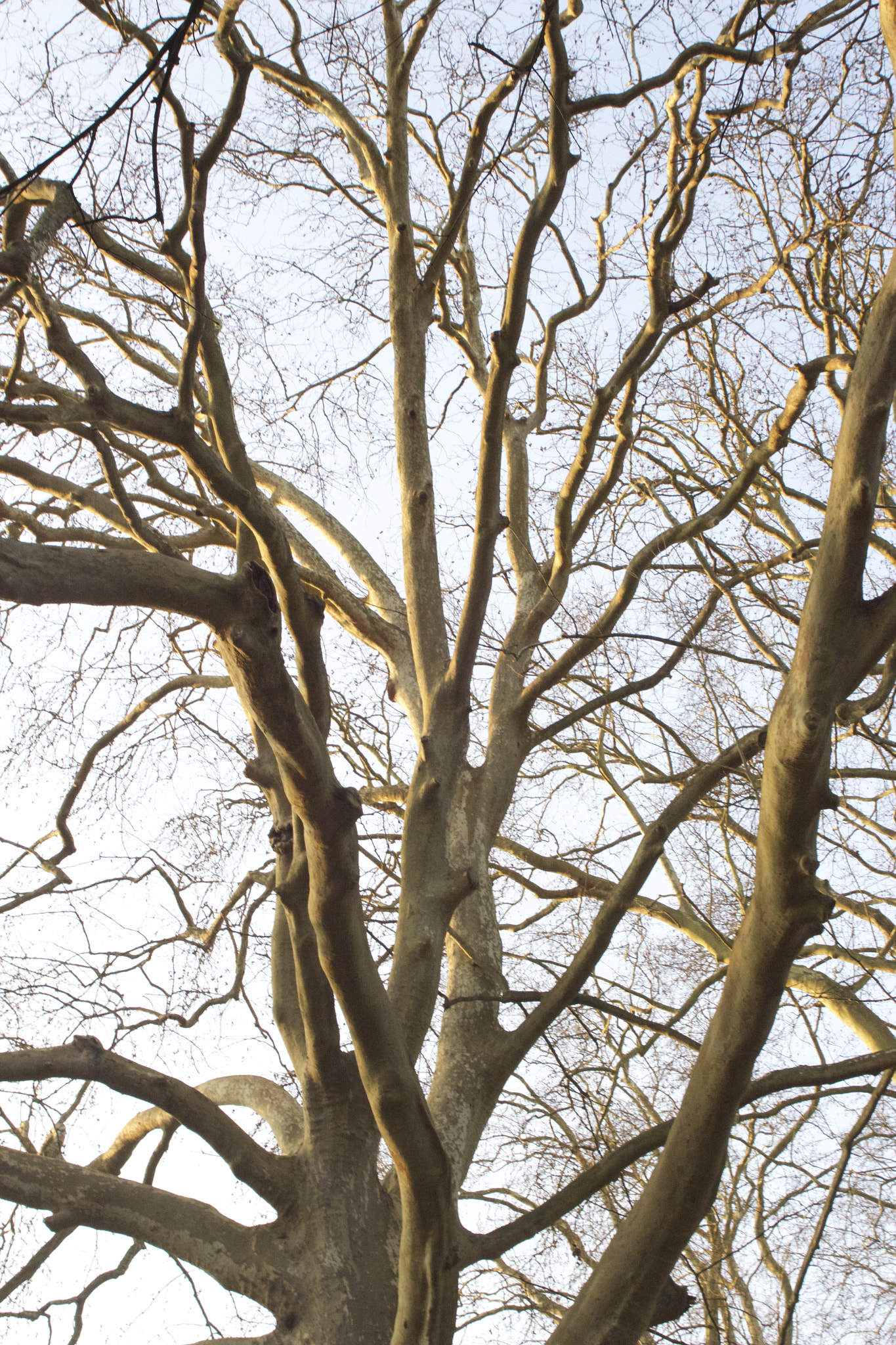 Canon EOS 600D (Rebel EOS T3i / EOS Kiss X5) + Canon EF 28-80mm f/2.8-4L sample photo. Platanus acerifolia photography