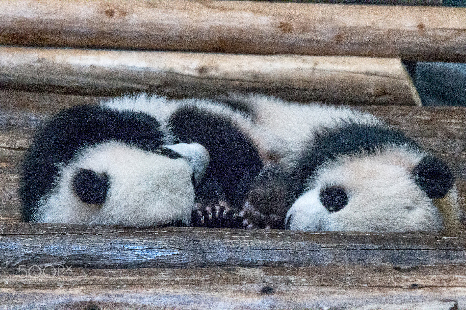 Canon EOS 70D + Sigma 50-500mm f/4-6.3 APO HSM EX sample photo. Giant panda cubs sleeping photography