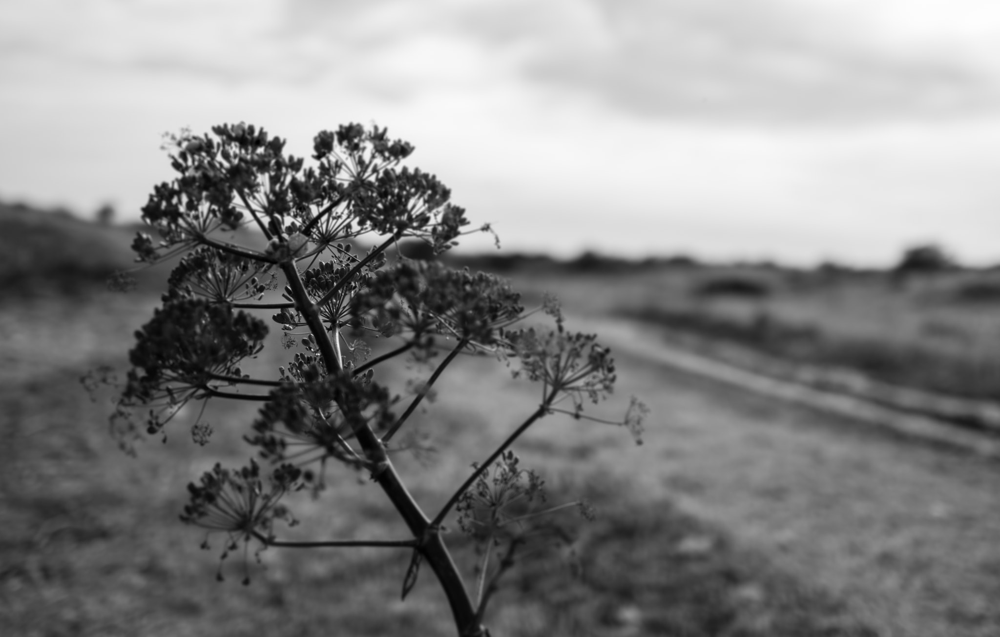 Sigma 30mm F1.4 EX DC HSM sample photo. Fail focus flower photography