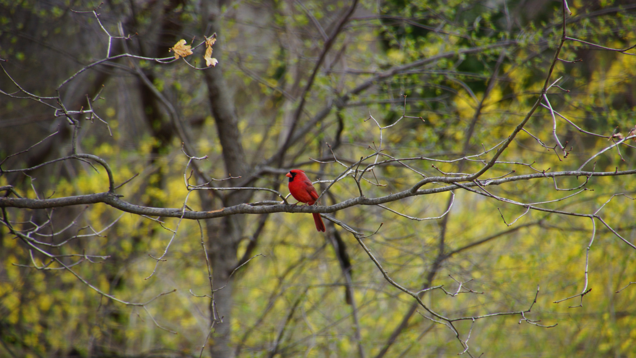 Tamron 16-300mm F3.5-6.3 Di II VC PZD Macro sample photo. Cardinal red photography