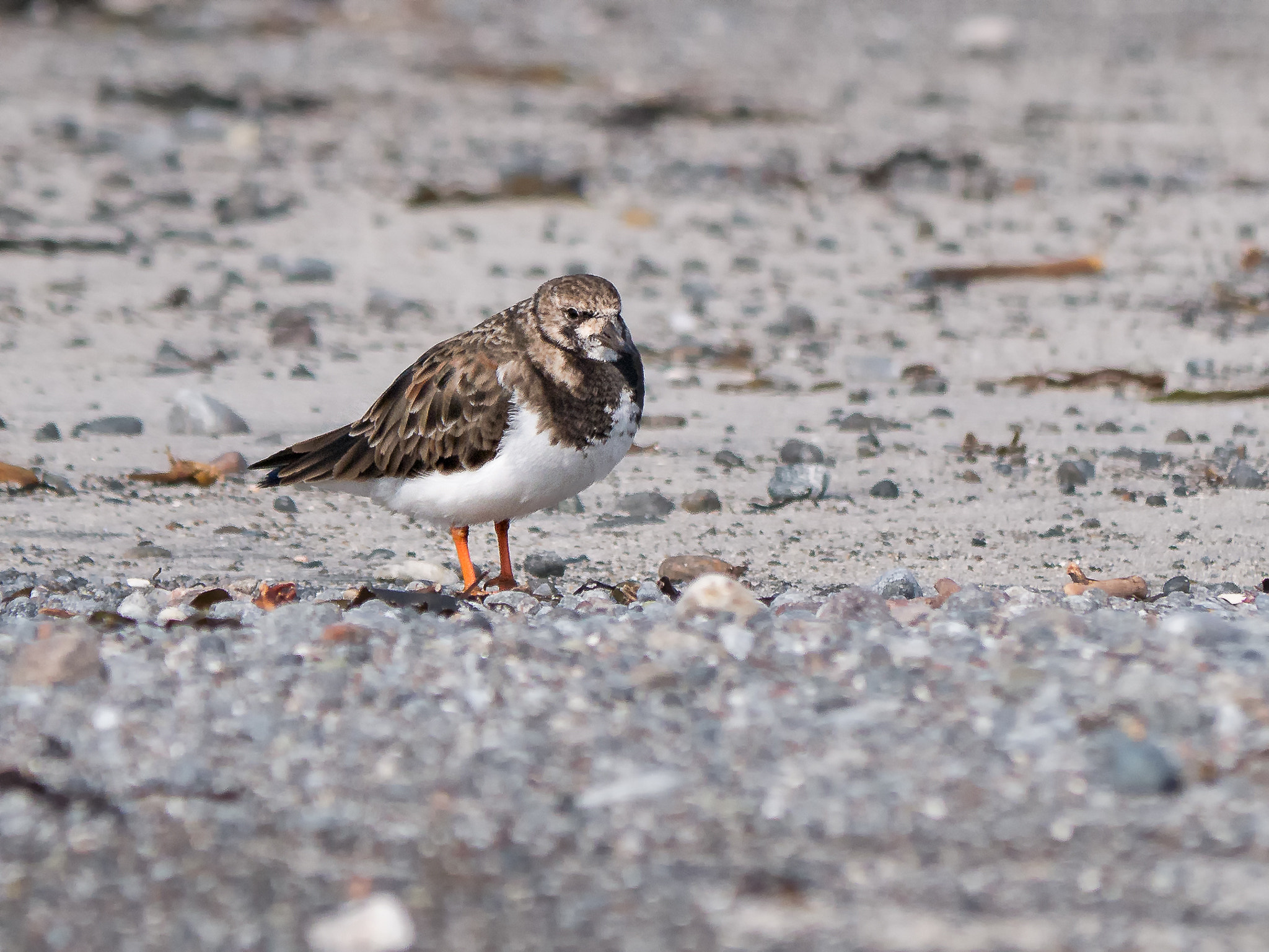 Panasonic Lumix DMC-G7 sample photo. Turnstone photography